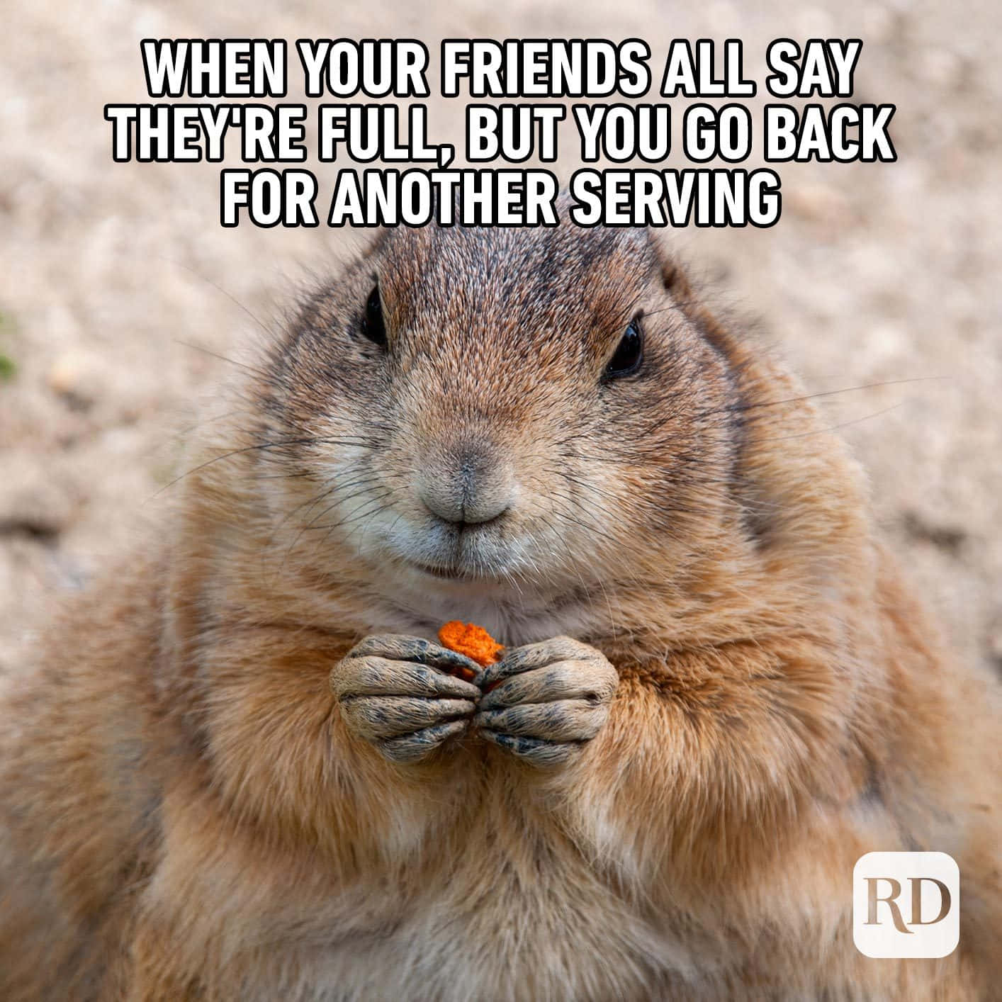 Cute Animal Memes 桌布 壁紙 — 一張毛茸茸的棕色土撥鼠用雙爪拿著一個小橙色零食，直視鏡頭的特寫照片。