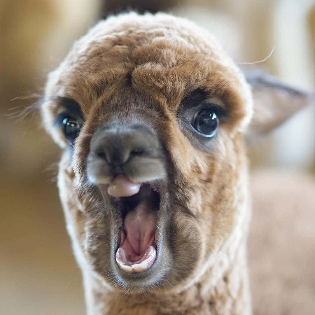 Alpaca 桌布 壁紙 — 一張毛茸茸的棕色羊駝特寫照片，眼睛睜大，嘴巴張開，表情驚訝或頑皮。
