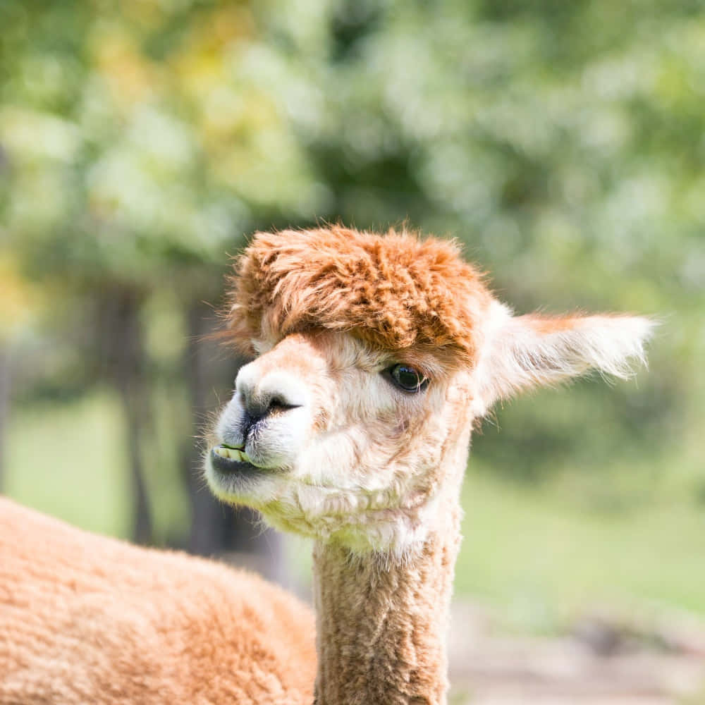 Alpaca 桌布 壁紙 — 一張毛茸茸羊駝的特寫，牠有簇狀的棕色頭部和好奇的目光，背景是柔和的綠色模糊效果。