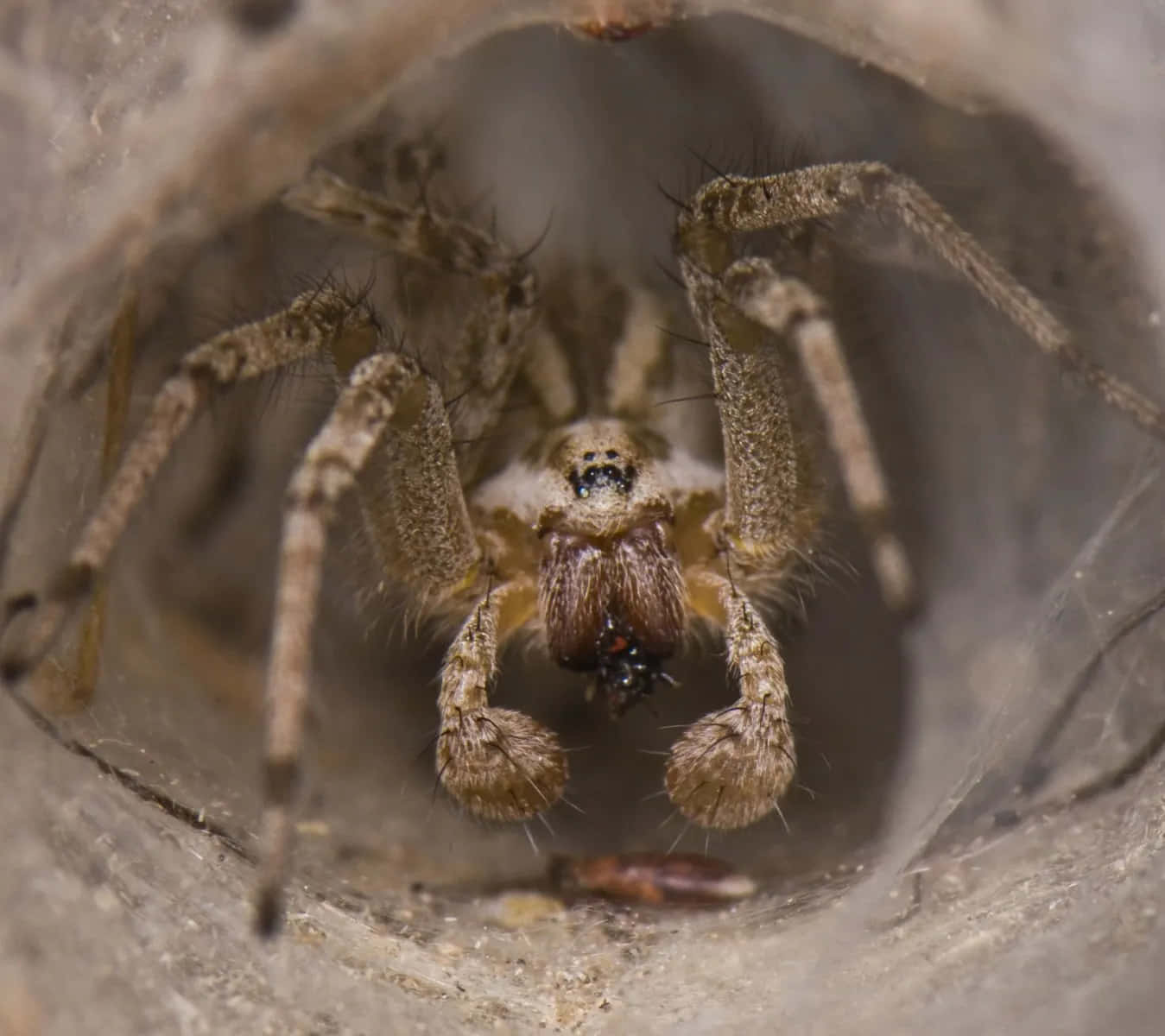Wolf Spider 桌布 壁紙 — 一張毛蜘蛛在其隧道內進食小昆蟲的特寫照片。