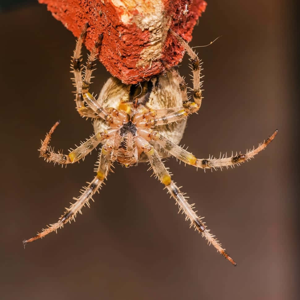 Brown Recluse Spider 桌布 壁紙 — 一張毛蜘蛛緊貼粗糙紅棕色表面的特寫照片，清晰聚焦於其多刺的腿部。
