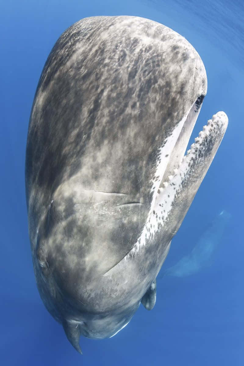 Sperm Whale 桌布 壁紙 — 一張水下特寫鏡頭捕捉到抹香鯨的巨大頭部和張開的嘴巴，背景是清澈的藍色海水。