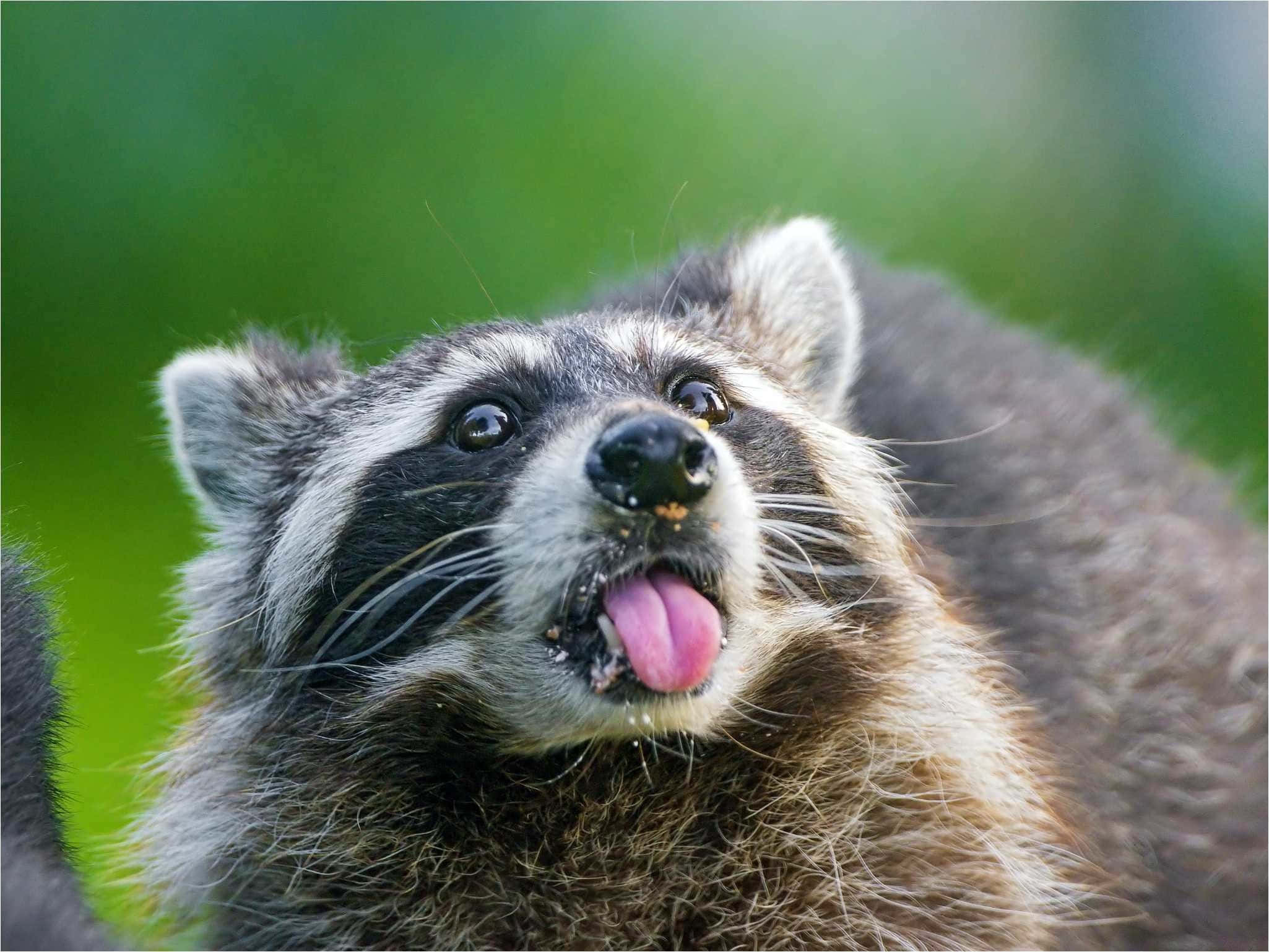 動物 桌布 壁紙 — 一張浣熊伸出舌頭的特寫照片，背景是模糊的綠色。