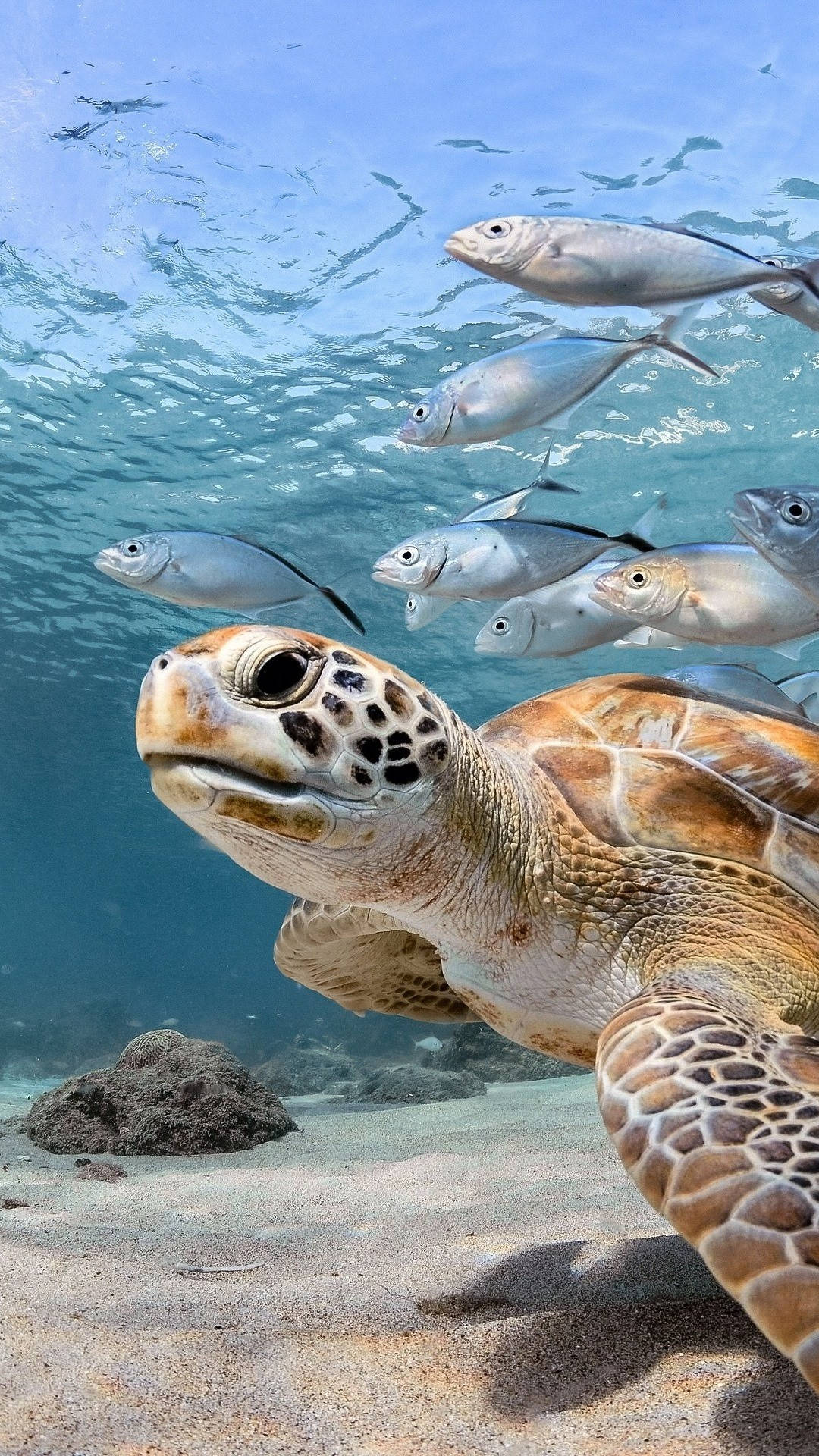 魚 桌布 壁紙 — 一張海龜在沙質海底附近游泳、上方有一群銀色魚群的水下特寫照片。
