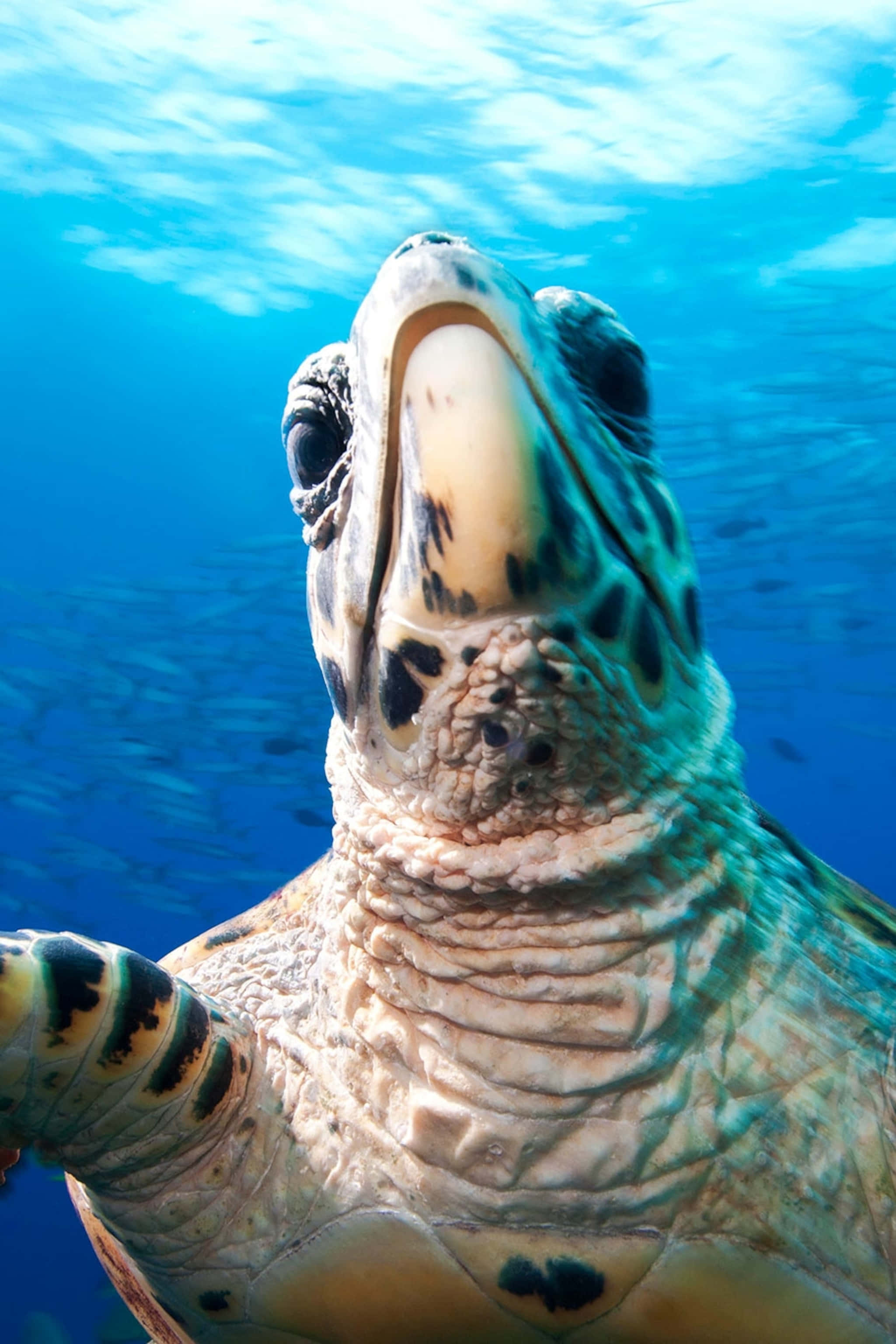 sea turtle 桌布 壁紙 — 一張海龜在藍色海洋背景下張開嘴巴向上看的水下特寫照片。