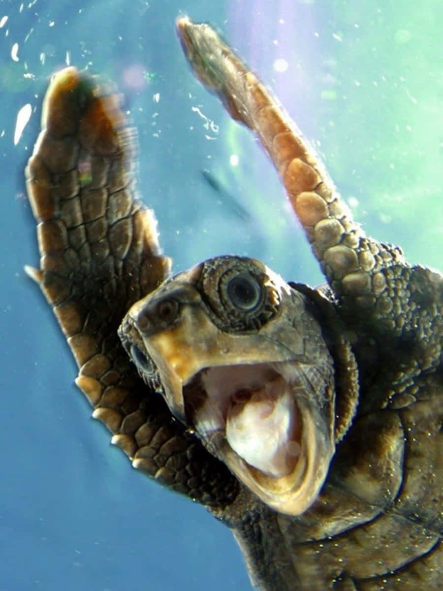 Funny Turtle 桌布 壁紙 — 一張海龜張大嘴巴，喉嚨裡露出一條魚的特寫水下照片。
