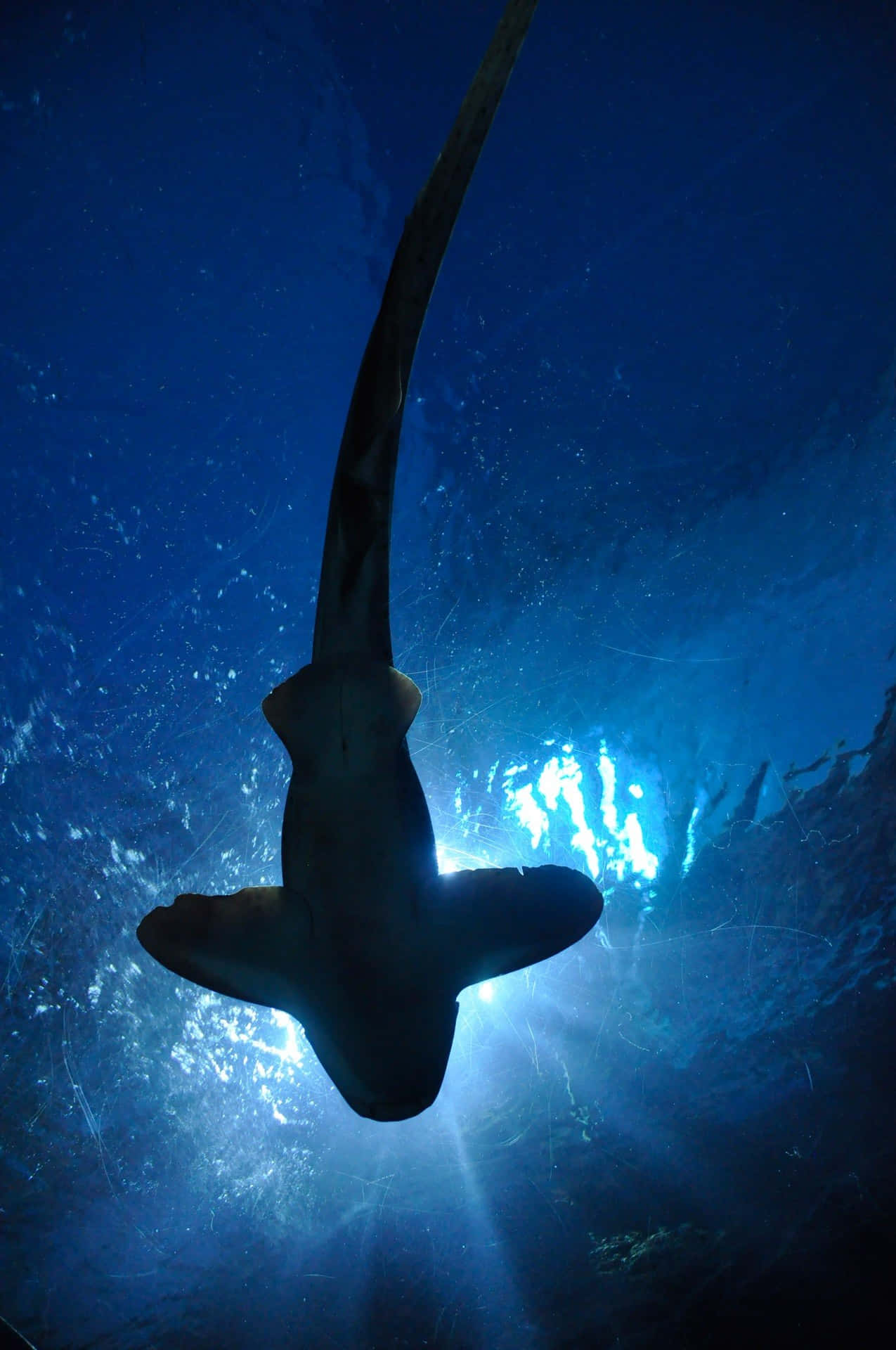 Hammerhead Shark 桌布 壁紙 — 一張深藍色水下拍攝捕捉到鯊魚剪影優雅地滑向明亮光源。