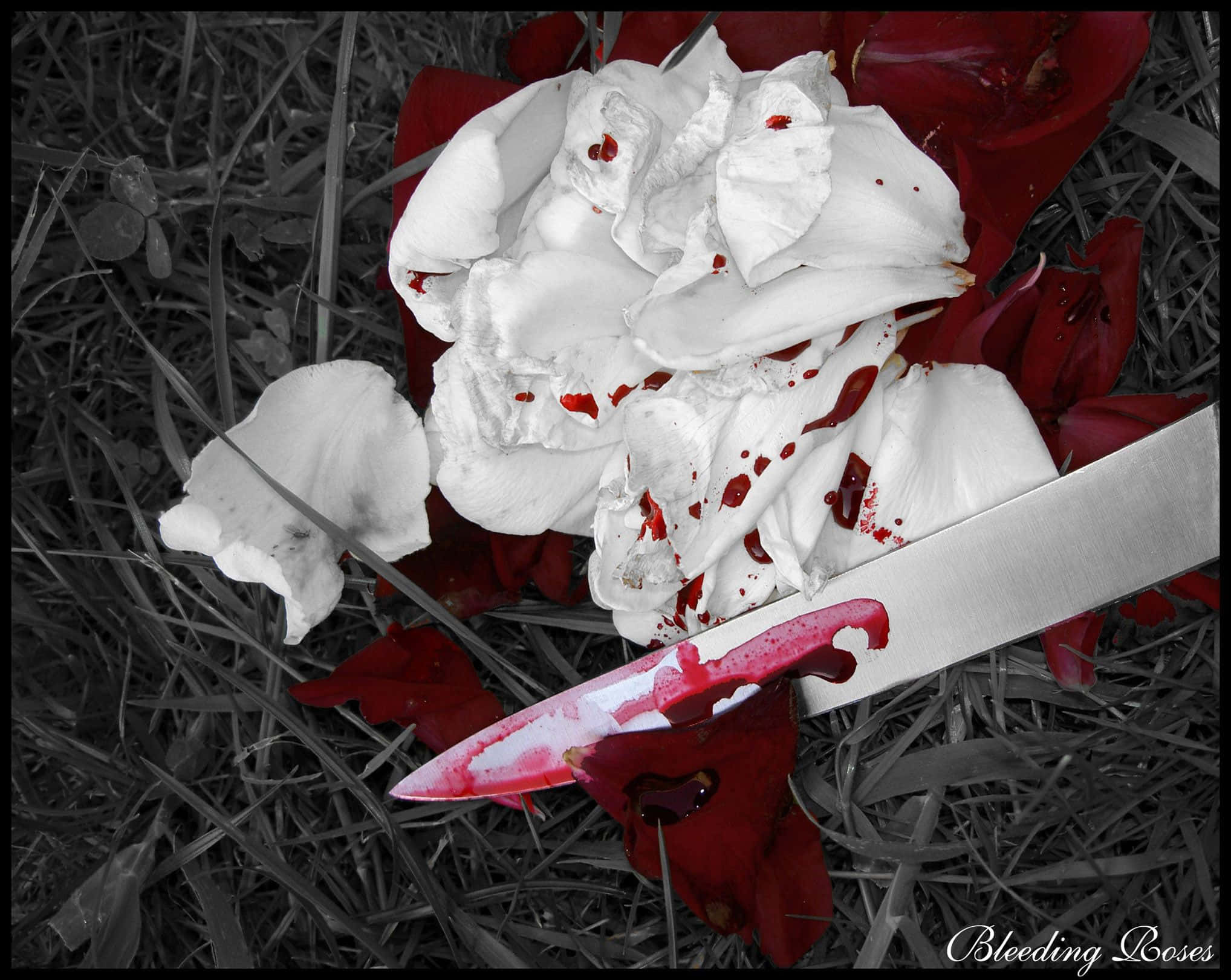 Blood Aesthetic 桌布 壁紙 — 一張清晰的黑白照片，顯示一把沾滿血跡的刀，擱在草地上被壓碎的紅白玫瑰之間。