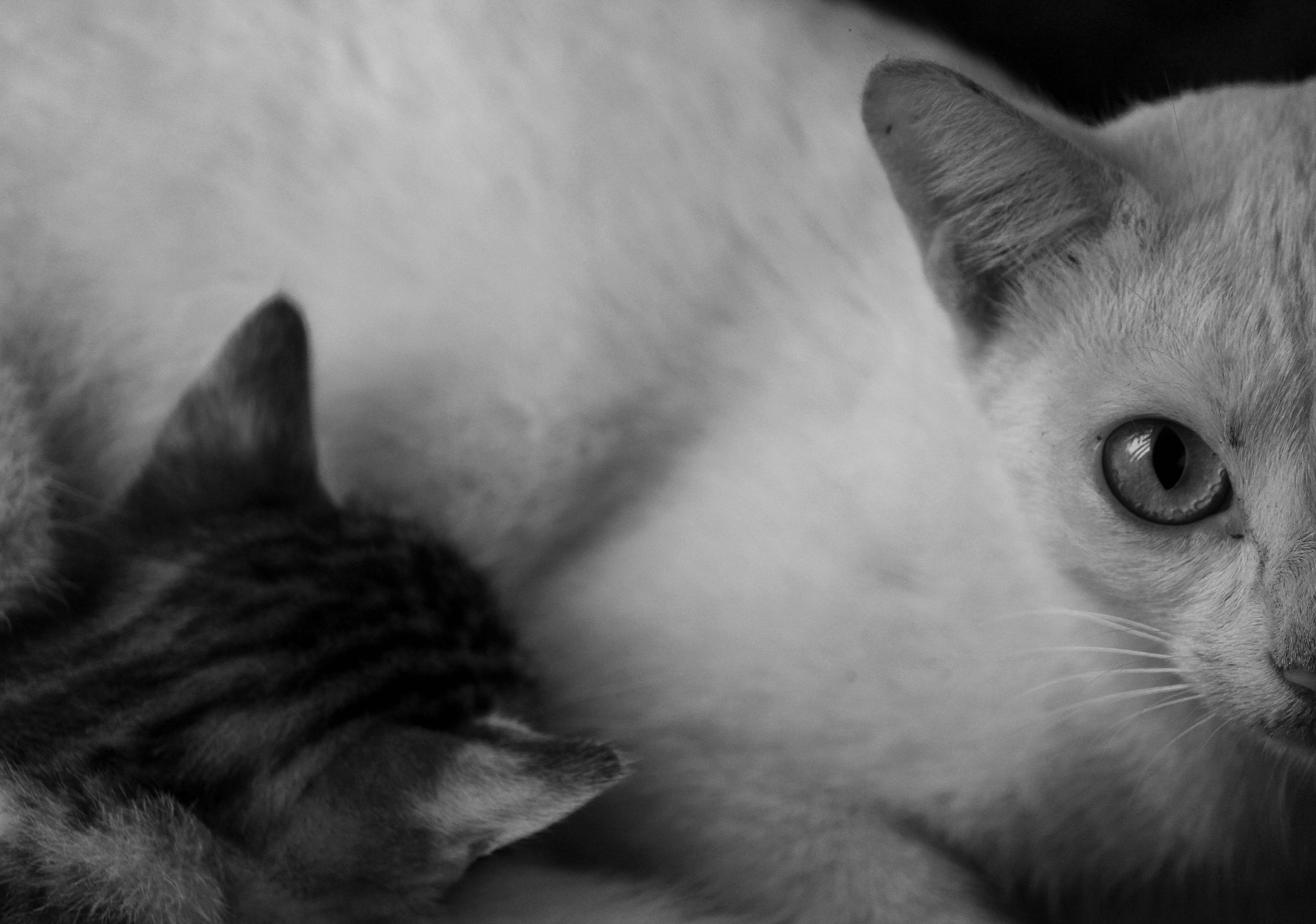 Cute Cat HD 桌布 壁紙 — 一張溫柔的黑白特寫，一隻毛茸茸的白貓溫柔地凝視，旁邊有一隻虎斑小貓蜷縮著入睡。