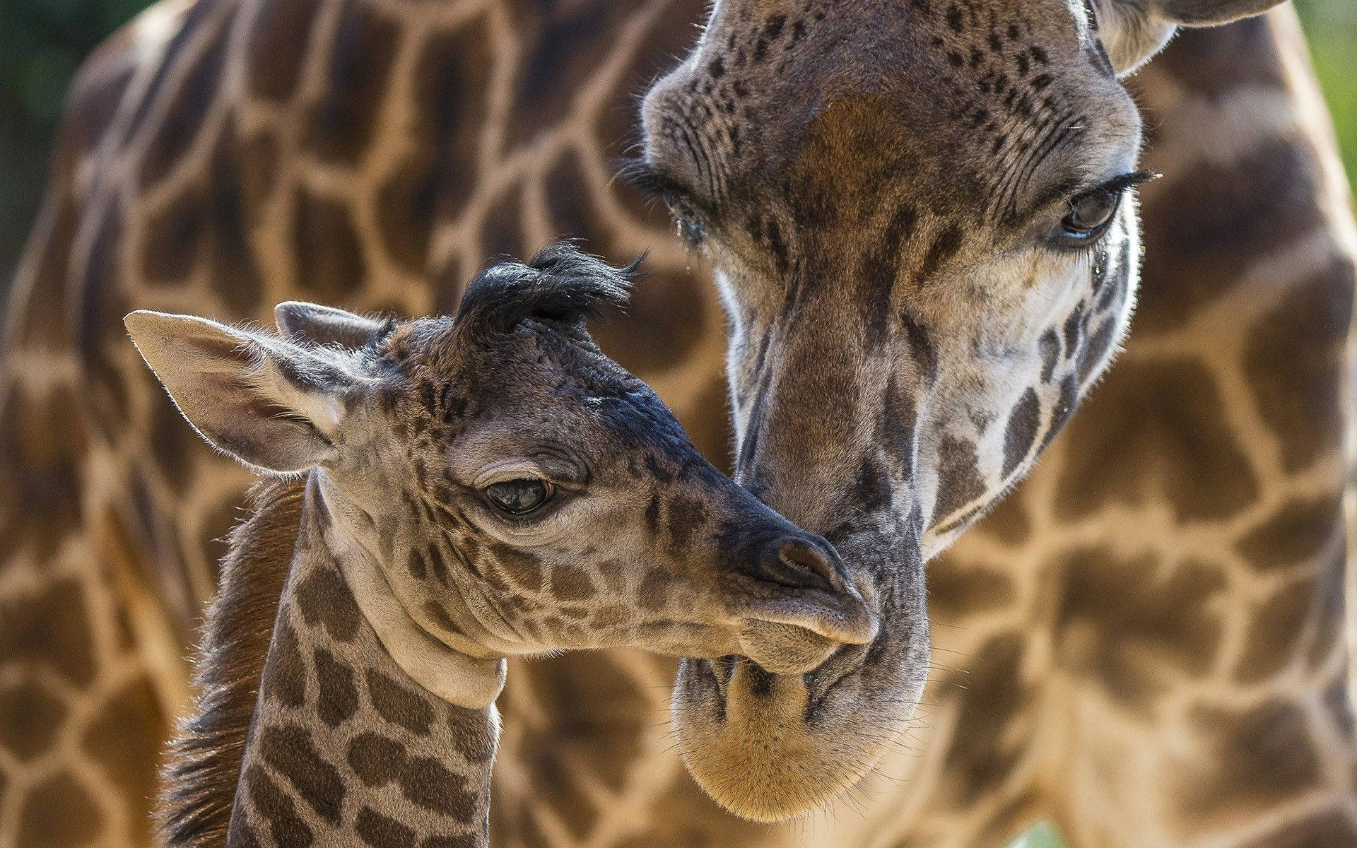 Baby Giraffe 桌布 壁紙 — 一張溫馨的特寫，長頸鹿寶寶在柔和模糊的背景中依偎著媽媽的臉。