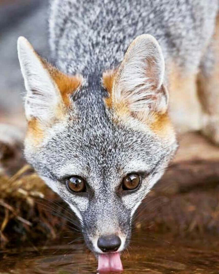Gray Fox 桌布 壁紙 — 一張灰狐在模糊自然背景下伸出粉紅色舌頭喝水的特寫照片。