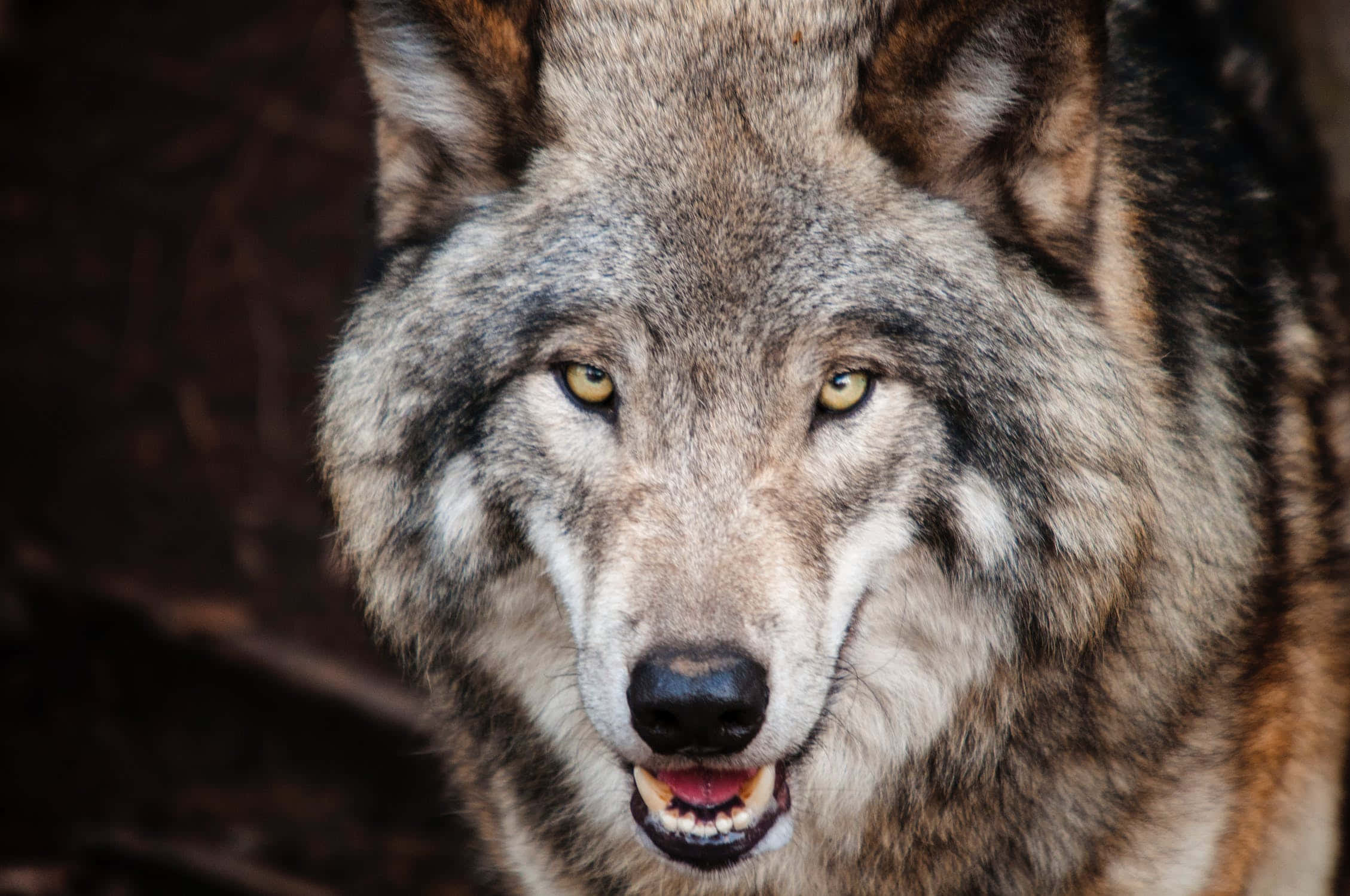 Wolf Photography 桌布 壁紙 — 一張灰狼的特寫照片，牠有著銳利的黃色眼睛，在黑暗模糊的背景前凝視著鏡頭。