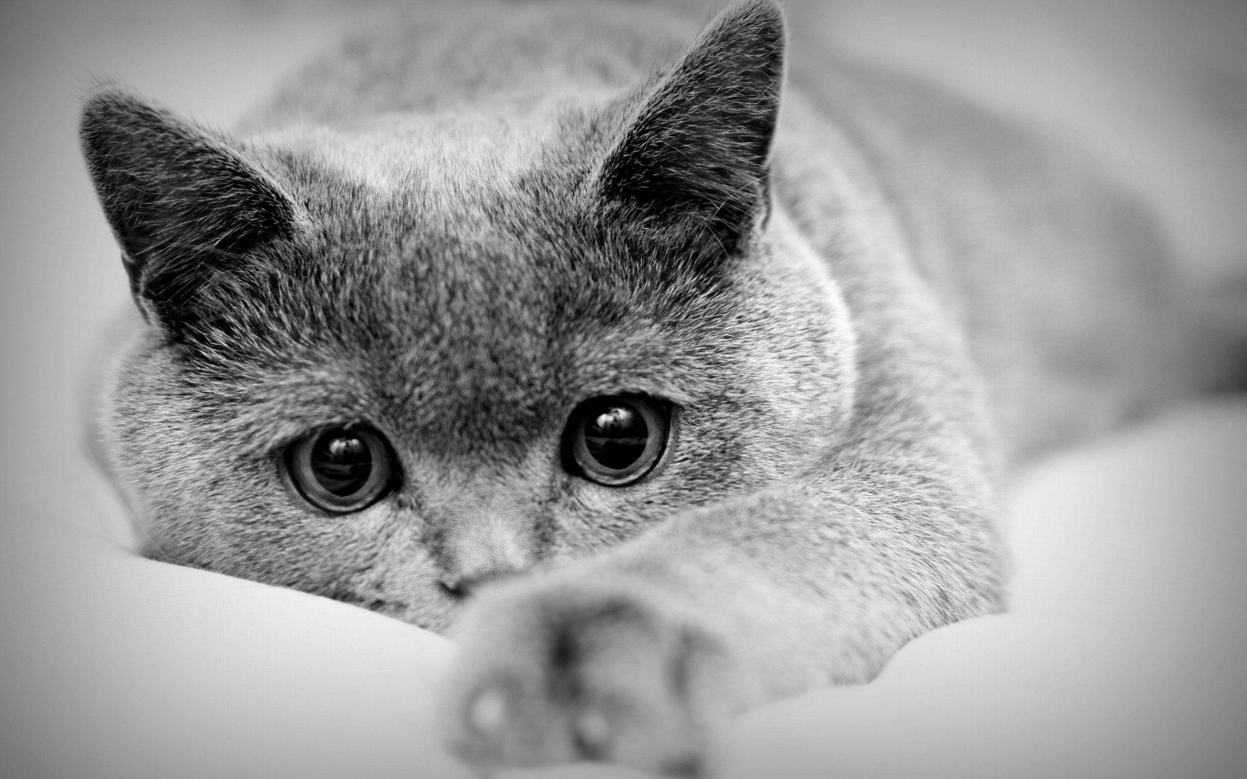 Cute Cat 桌布 壁紙 — 一張灰貓躺下並將一隻爪子伸向觀看者的黑白特寫照片。