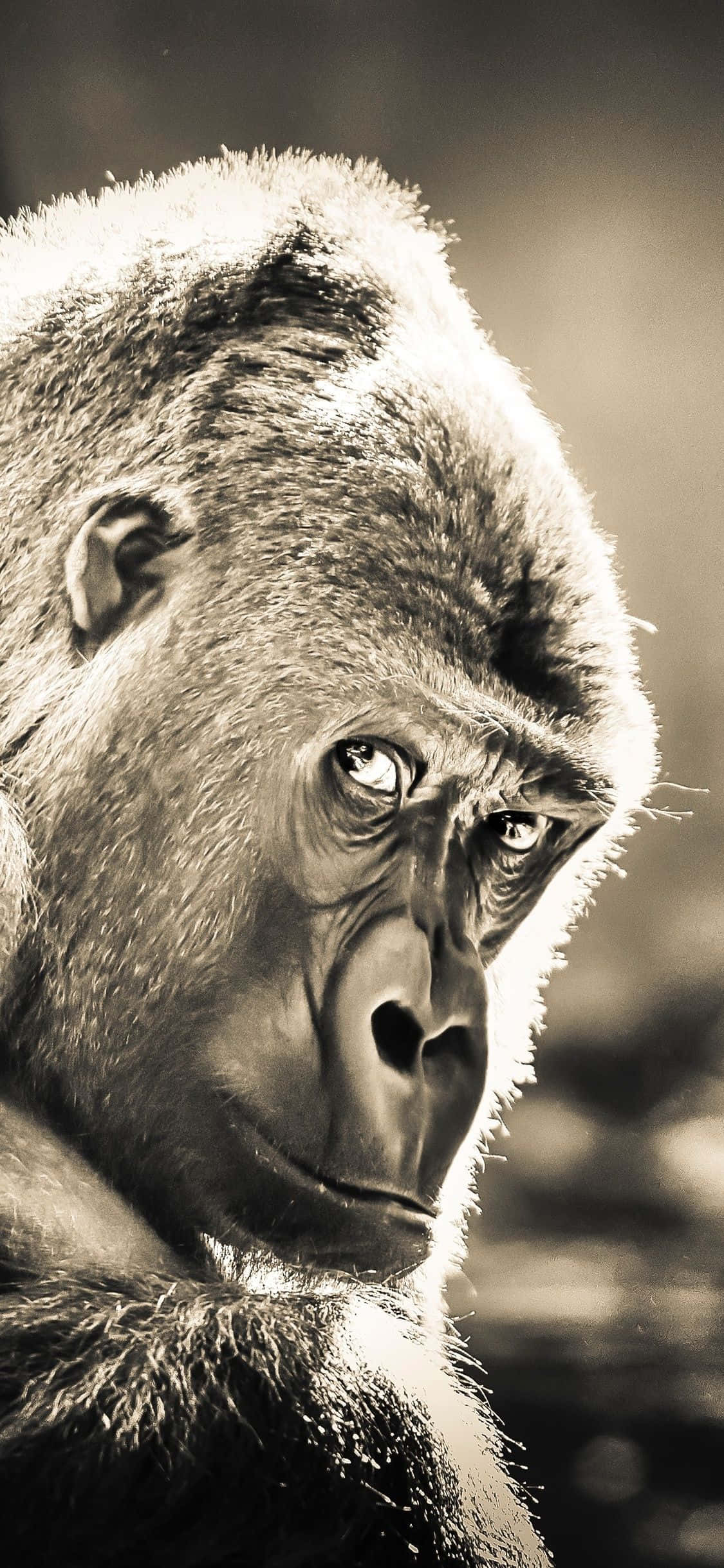iPhone Xs Max Gorilla 桌布 壁紙 — 一張特寫、棕褐色調的大猩猩強烈面孔肖像，帶有細緻的毛髮和銳利的眼睛。