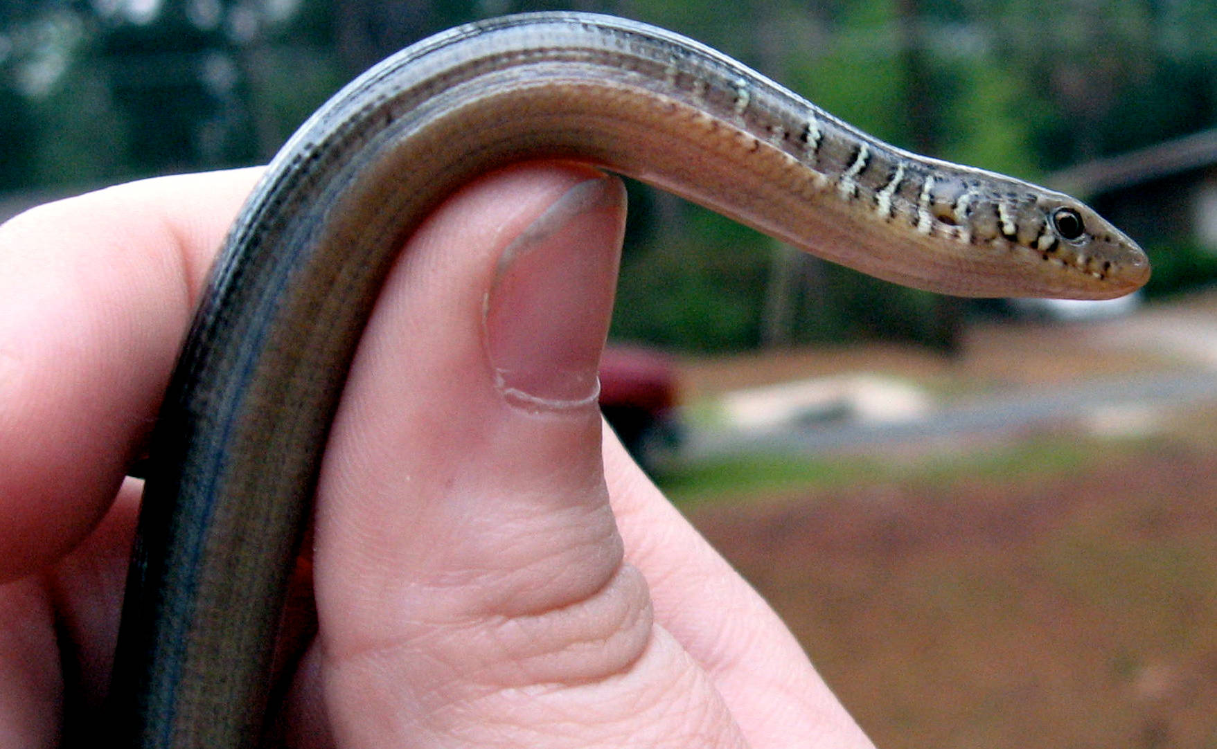reptiles 桌布 壁紙 — 一張特寫照片，一條纖細無腿、帶有條紋圖案的蜥蜴被輕輕握在一個人的手中，背景是模糊的戶外環境。