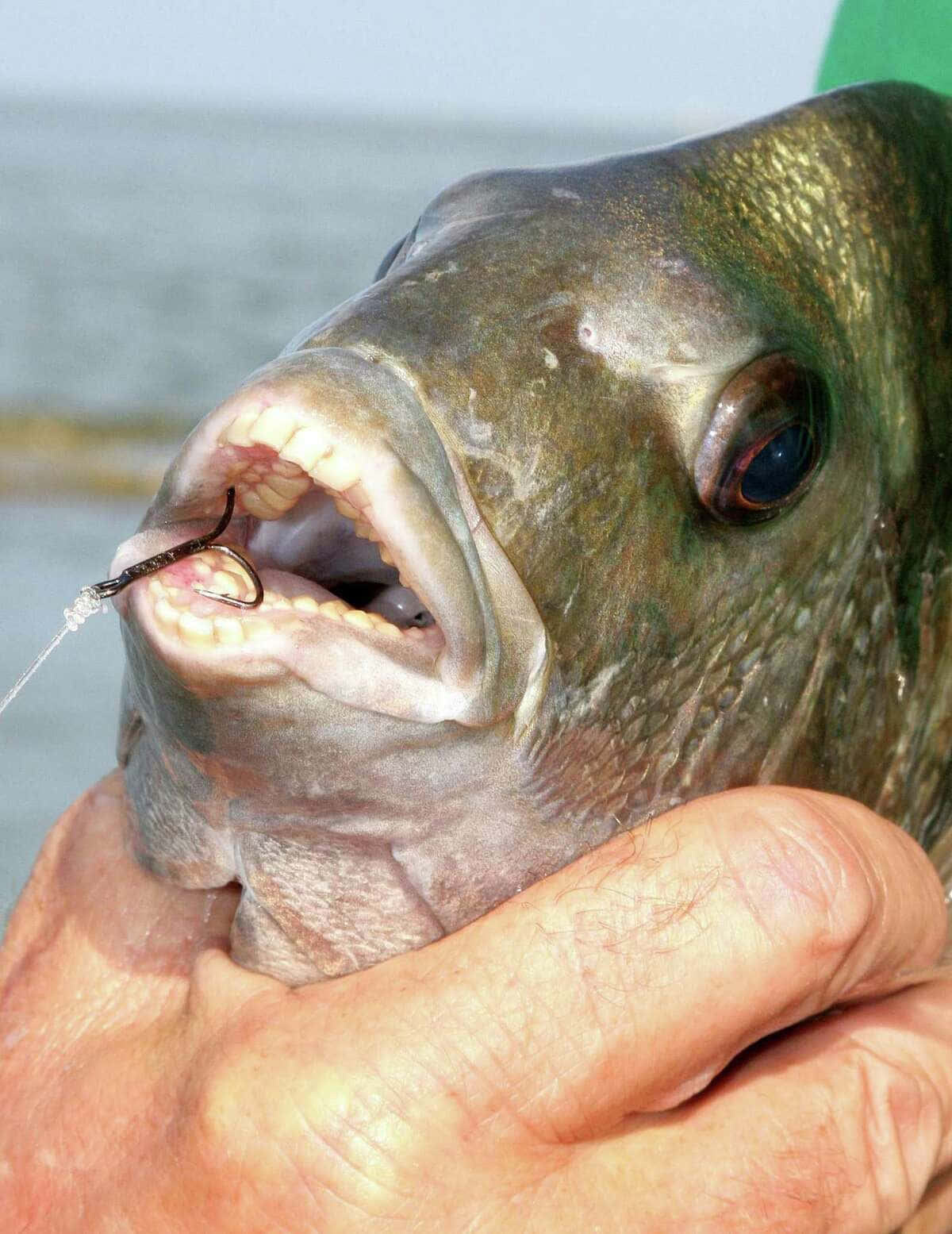 Sheepshead Fish 桌布 壁紙 — 一張特寫照片，一條魚嘴裡叼著魚鉤，被人手拿著，背景是模糊的水面。