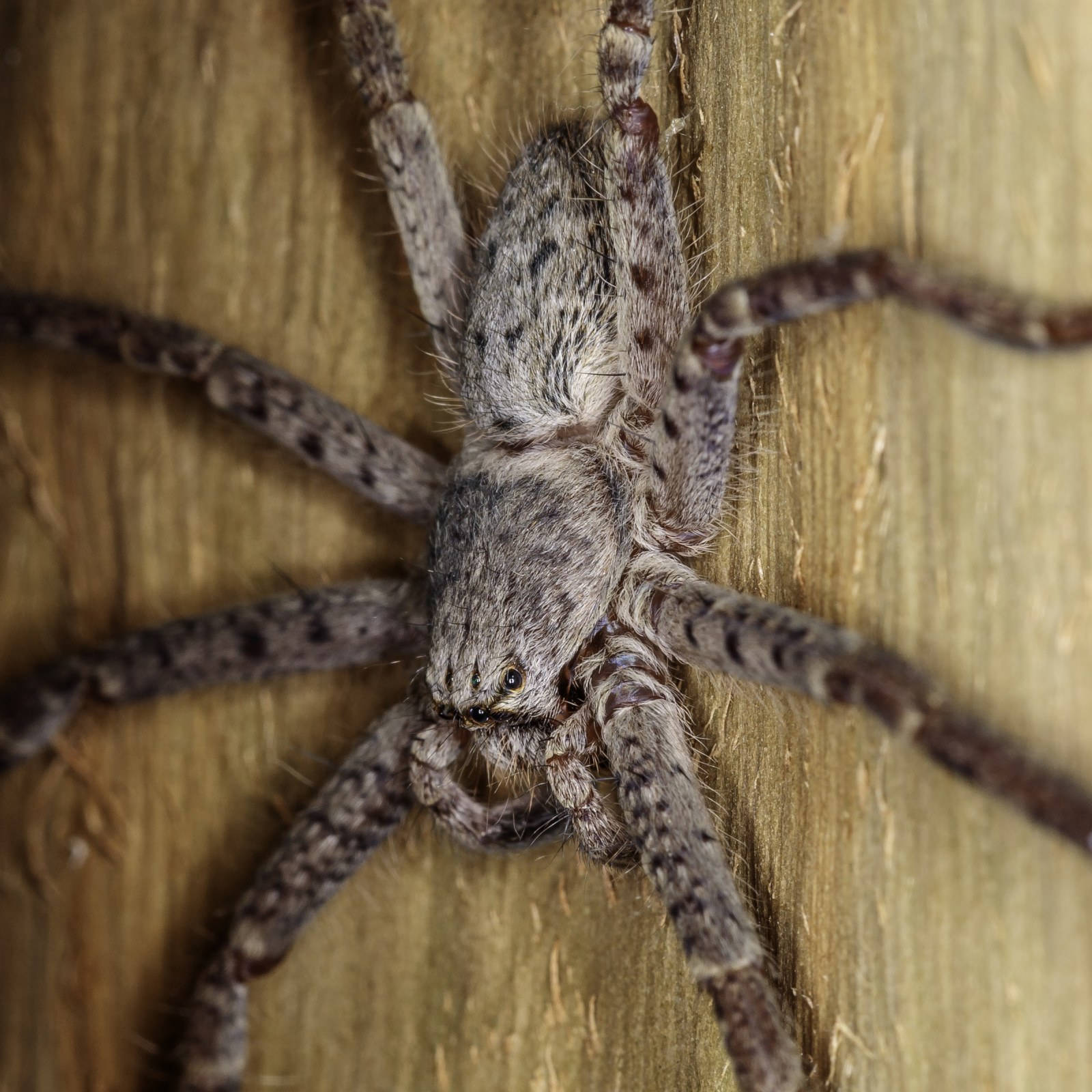 Spider 桌布 壁紙 — 一張特寫照片，一隻帶有斑駁灰色和棕色斑紋的大型毛蜘蛛緊貼在風化的木板上。