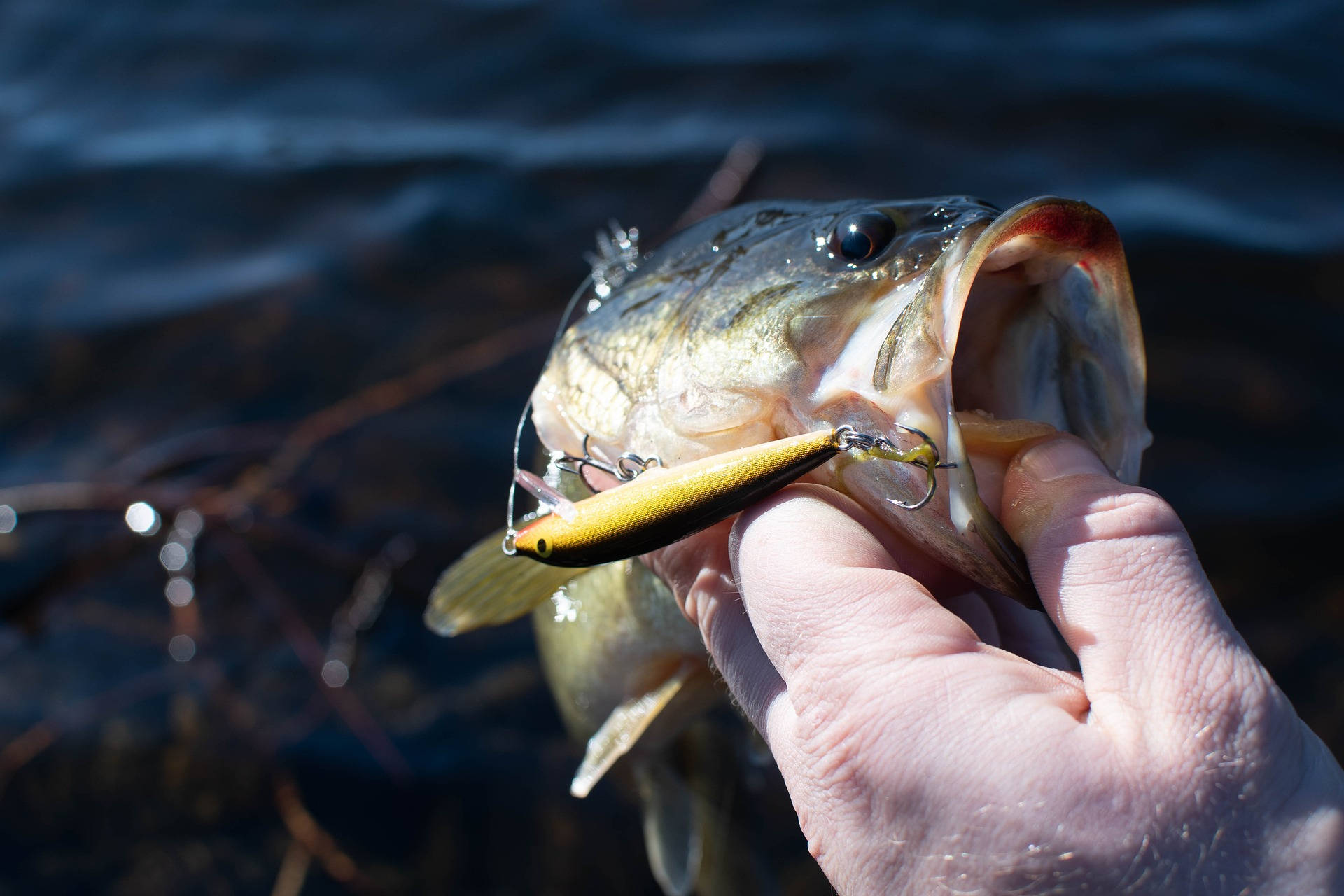 釣魚 桌布 壁紙 — 一張特寫照片，一隻手拿著一條用黃色和橙色魚餌釣到的黑鱸，背景是深色水面。