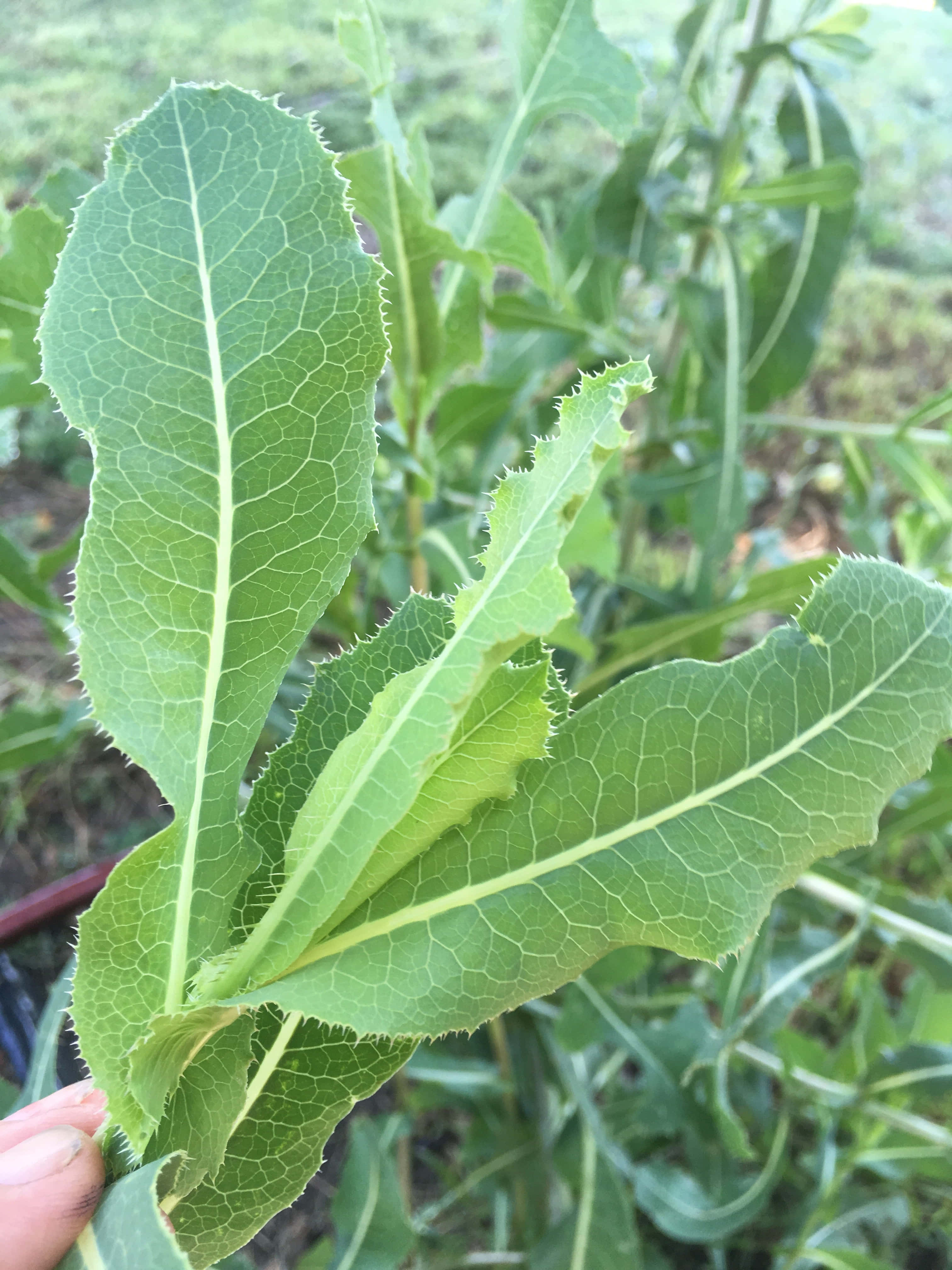 Wild Lettuce 桌布 壁紙 — 一張特寫照片，一隻手拿著一片充滿活力的綠色葉子，葉緣呈鋸齒狀，葉脈清晰可見，背景是模糊的花園。