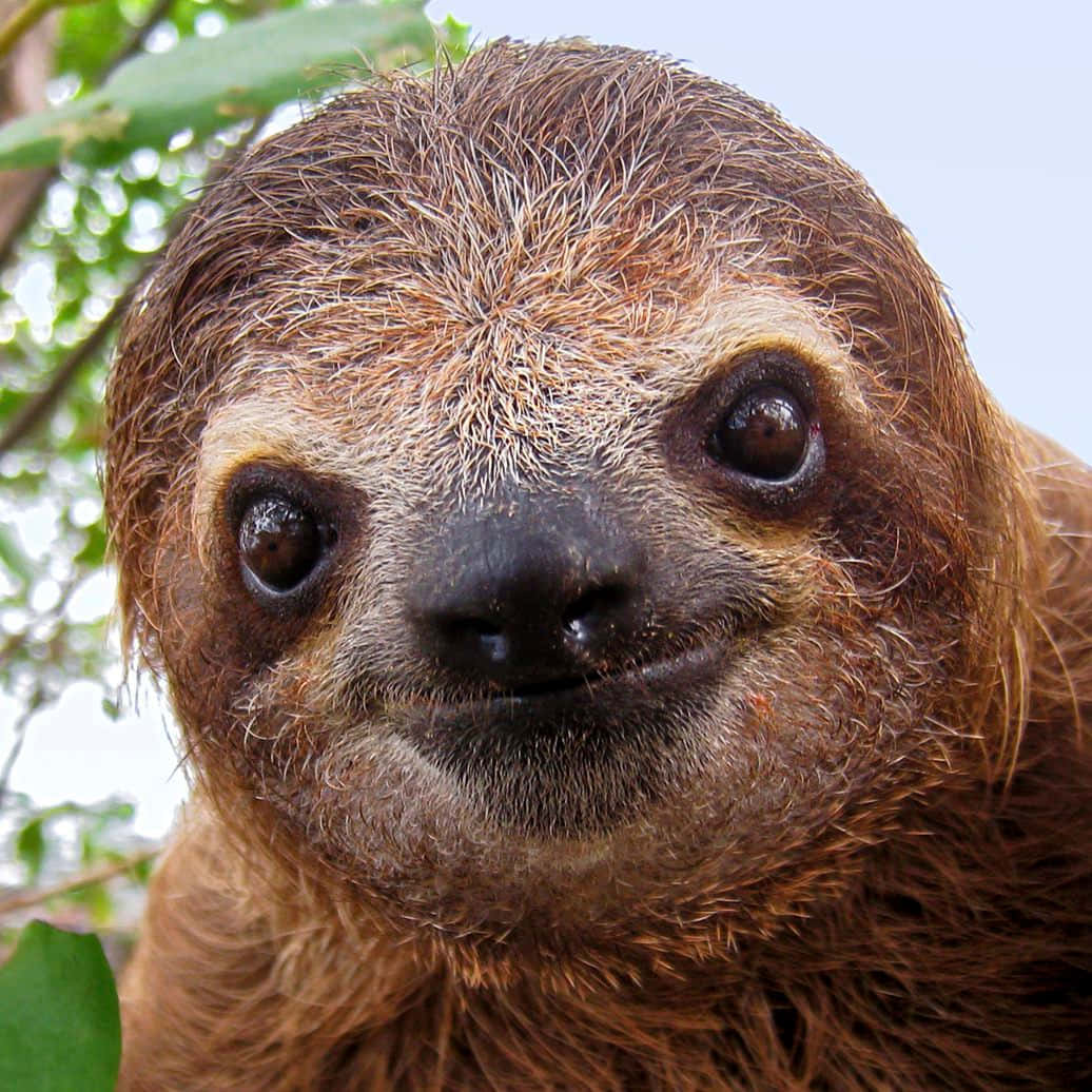 樹懶 桌布 壁紙 — 一張特寫照片，一隻棕色毛髮的樹懶，有著大大的深色眼睛，在綠色樹葉中直視鏡頭。