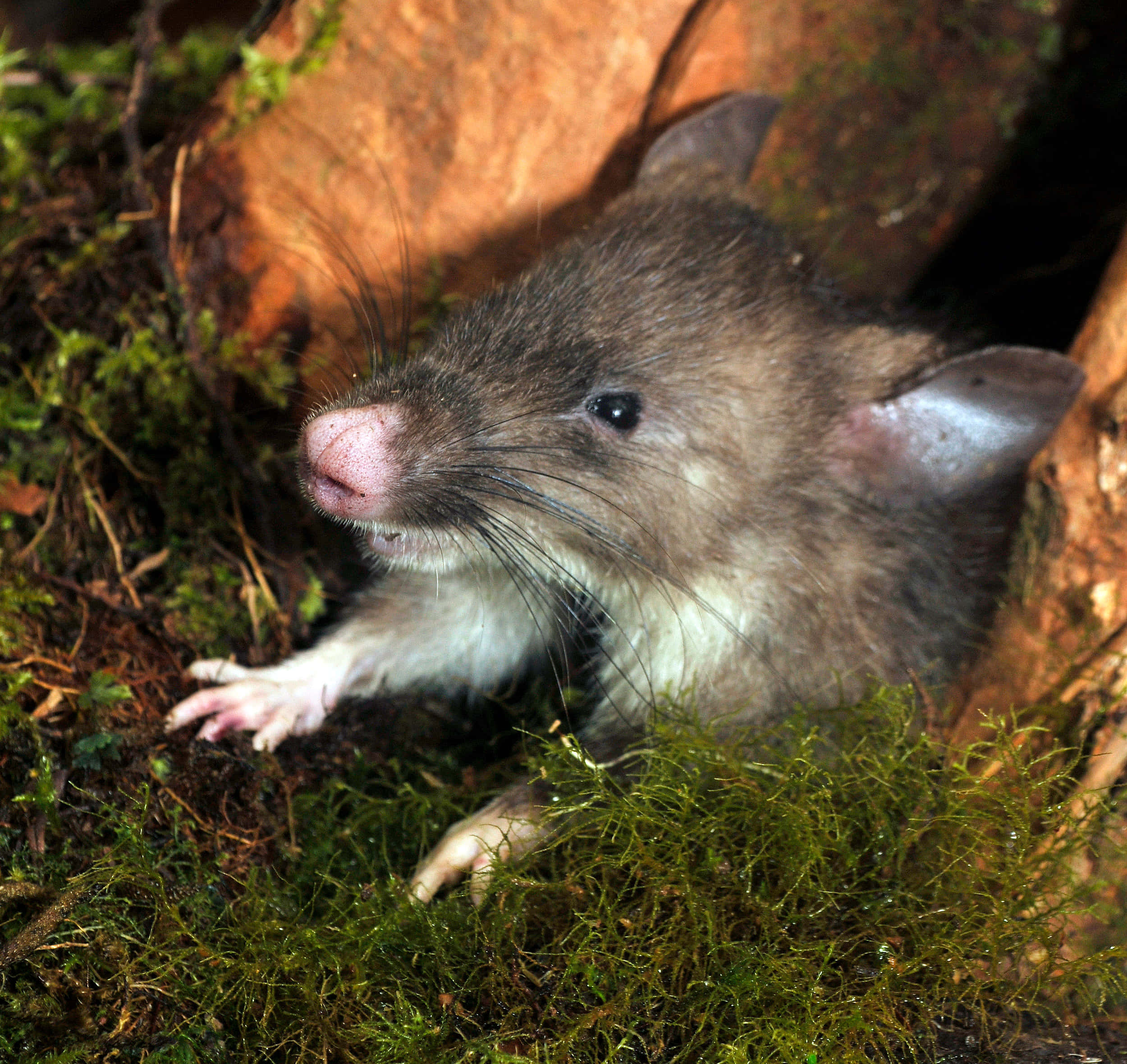 Rat 桌布 壁紙 — 一張特寫照片，一隻棕色老鼠白色胸部從長滿苔蘚的森林地面樹根旁探出頭來。