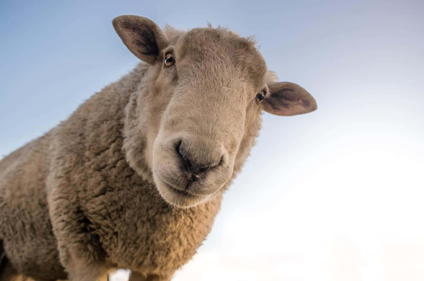 Sheep 桌布 壁紙 — 一張特寫照片，一隻毛茸茸的棕色綿羊在明亮的藍天下好奇地盯著鏡頭。