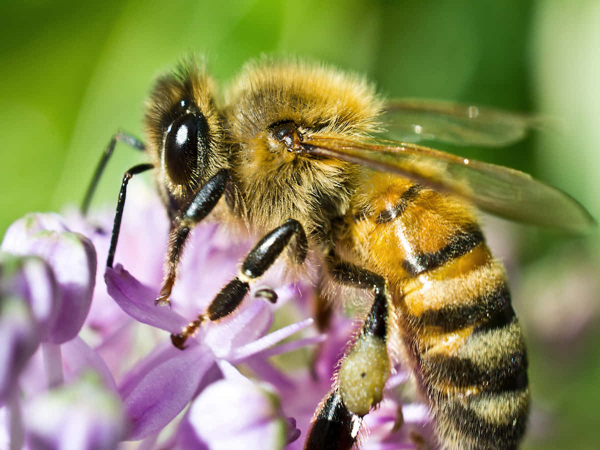 Honey Bee 桌布 壁紙 — 一張特寫照片，一隻毛茸茸的蜜蜂，腹部有條紋，正在從一簇柔軟的紫色花朵中採集花蜜，背景是模糊的綠色。