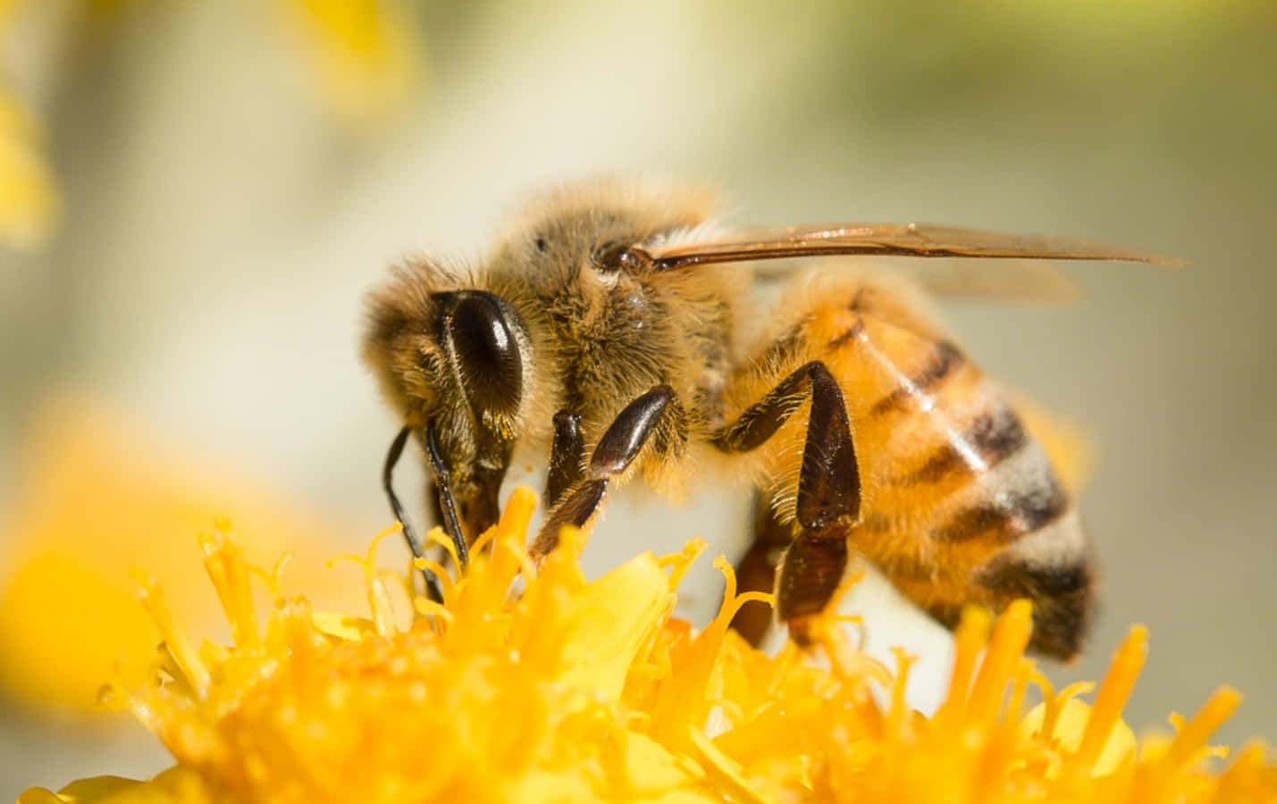 Honey Bee 桌布 壁紙 — 一張特寫照片，一隻毛茸茸的蜜蜂，腹部有條紋，正在從一朵鮮黃色的花中採集花蜜。