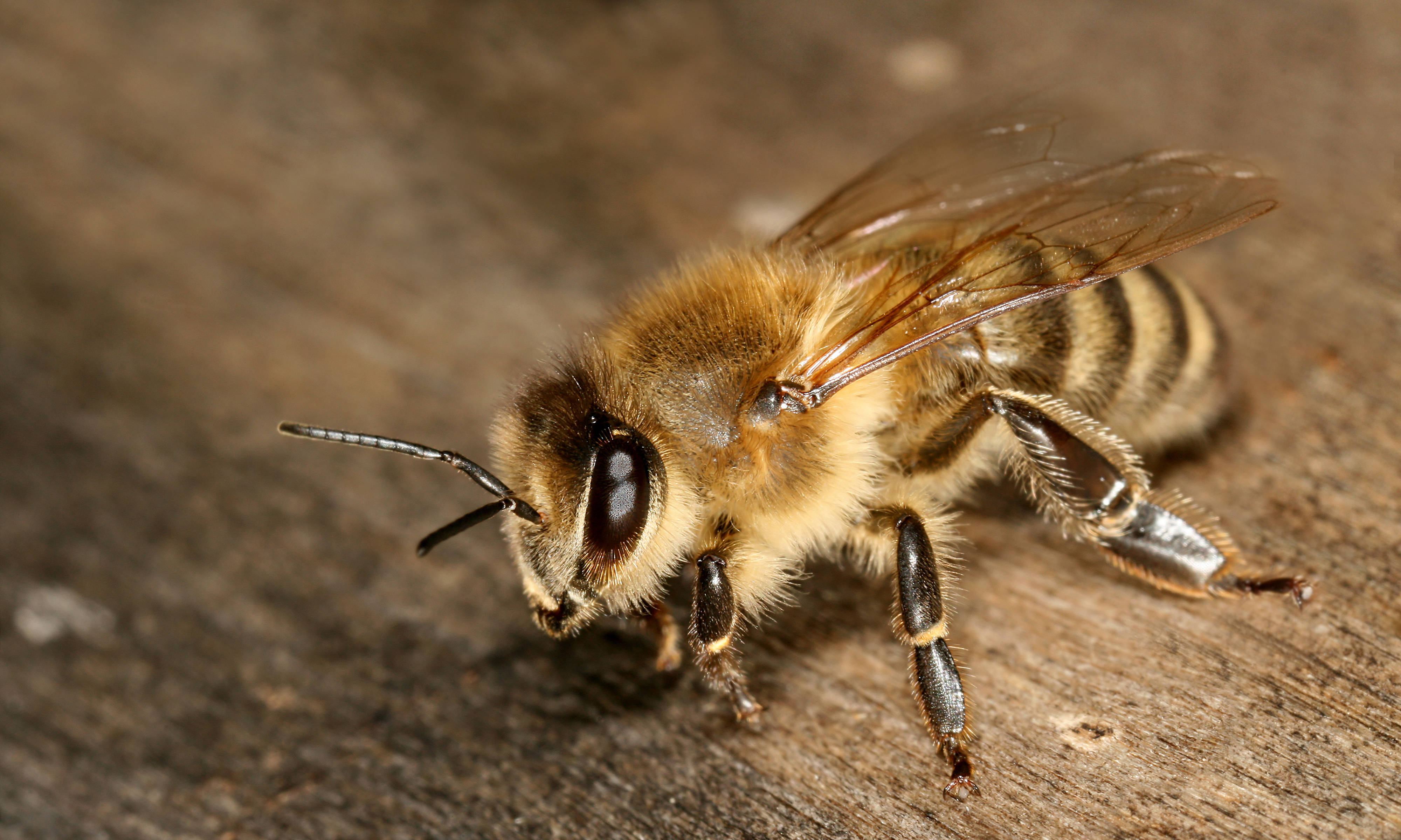 Insect 桌布 壁紙 — 一張特寫照片，一隻毛茸茸的蜜蜂停留在風化的木質表面上，翅膀和觸角細節清晰可見。