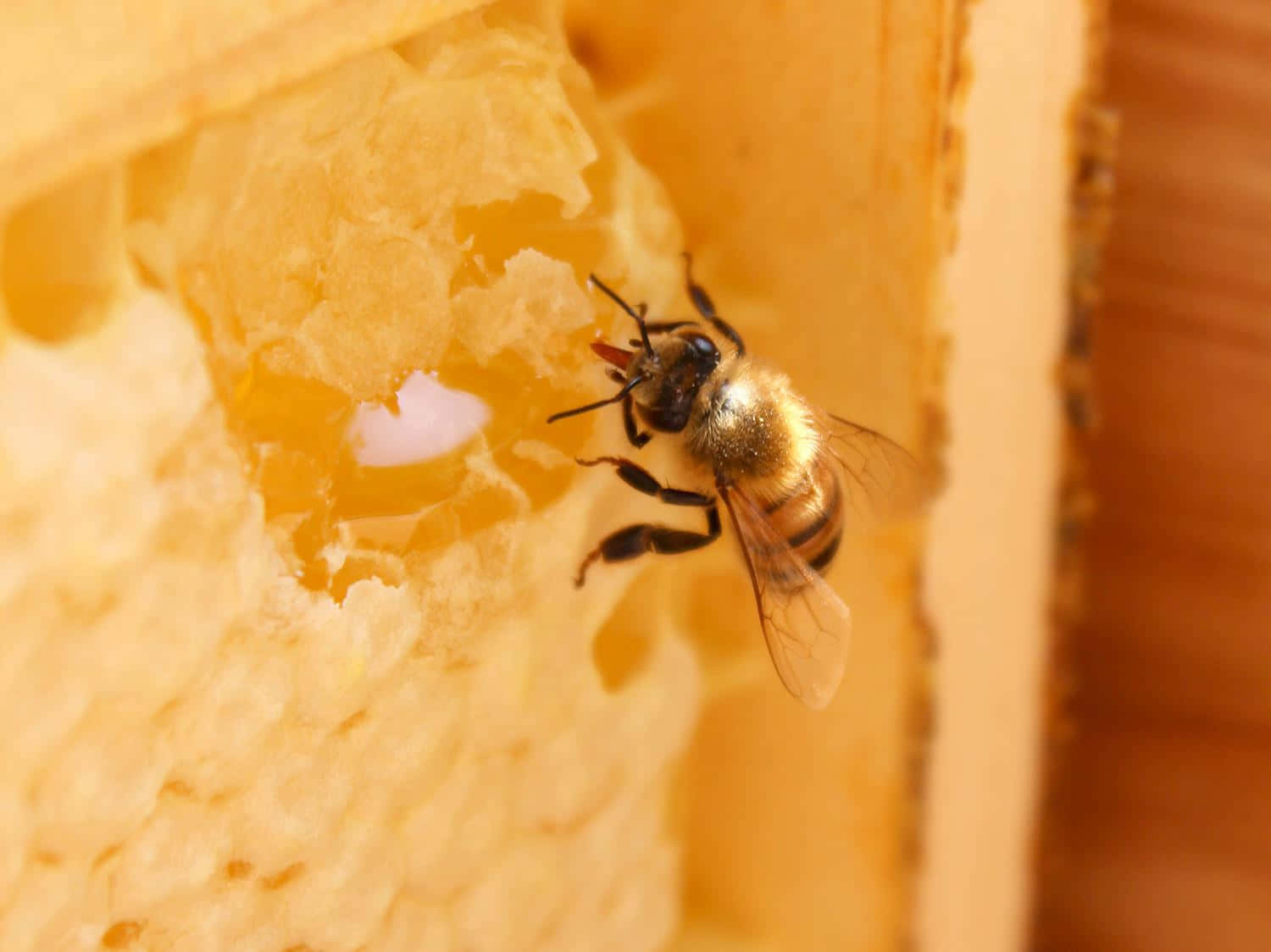 Honey Bee 桌布 壁紙 — 一張特寫照片，一隻毛茸茸的蜜蜂在充滿金色蜂蜜的蜂巢細胞附近盤旋。