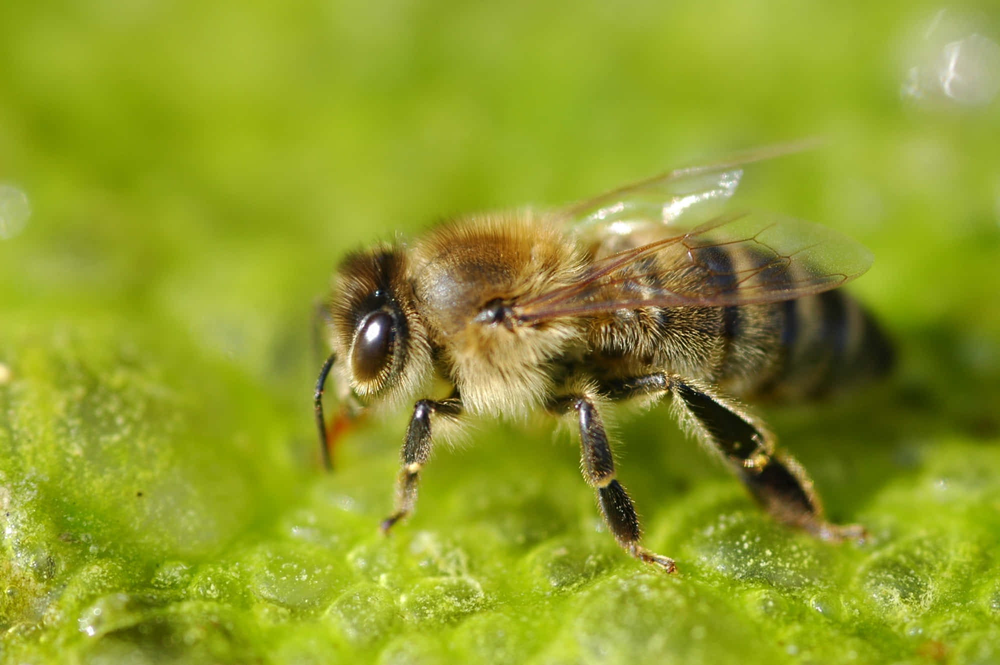 Honey Bee 桌布 壁紙 — 一張特寫照片，一隻毛茸茸的蜜蜂棲息在沾滿露水的綠葉上，沐浴在明亮的陽光下。