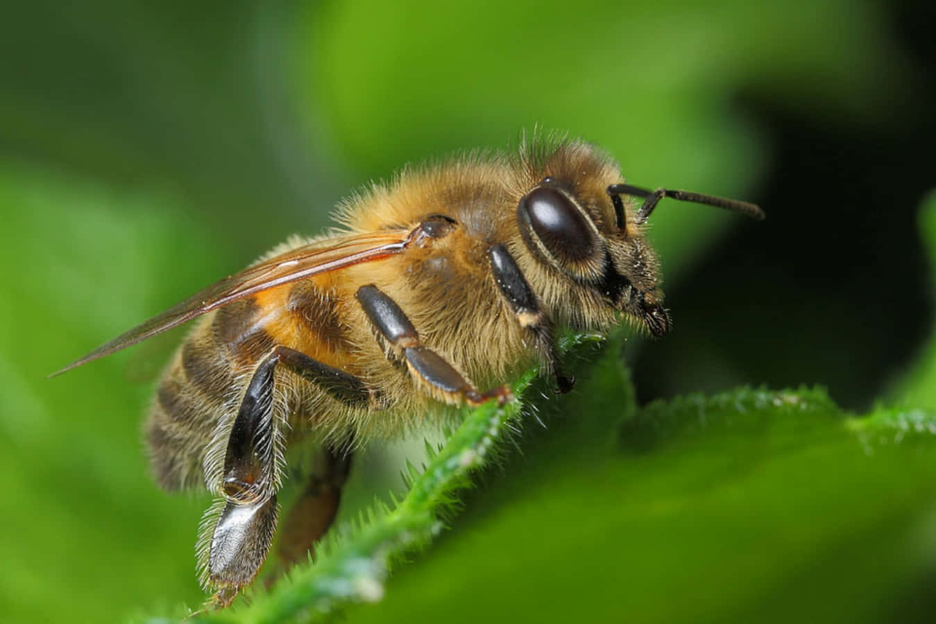 Honey Bee 桌布 壁紙 — 一張特寫照片，一隻毛茸茸的蜜蜂棲息在鮮綠色的葉子上，背景柔和散景。