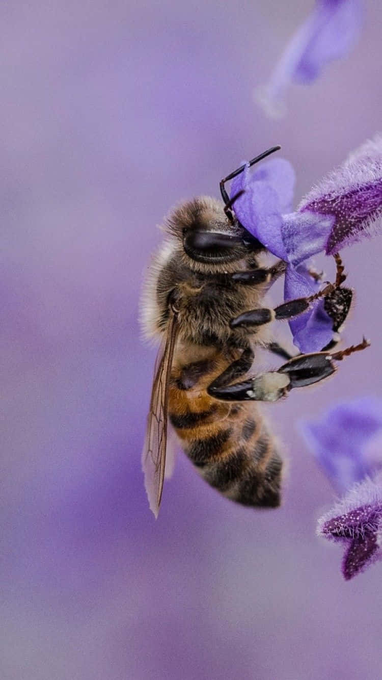bees 桌布 壁紙 — 一張特寫照片，一隻毛茸茸的蜜蜂棲息在鮮豔的紫色花朵上，背景柔和模糊。