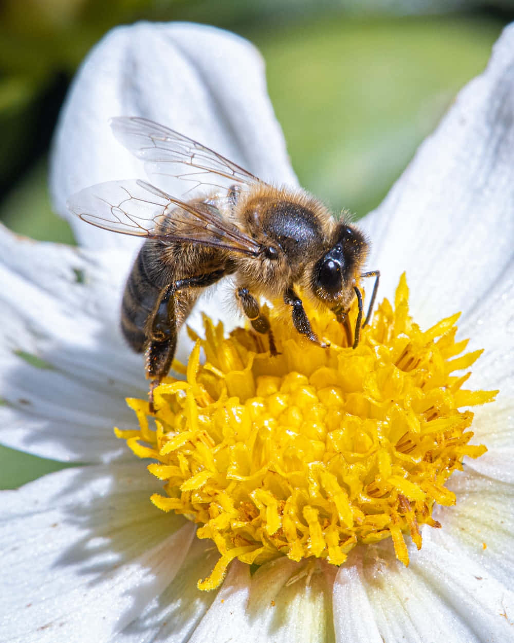 Honey Bee 桌布 壁紙 — 一張特寫照片，一隻毛茸茸的蜜蜂正在從白色花朵的亮黃色中心採集花蜜。