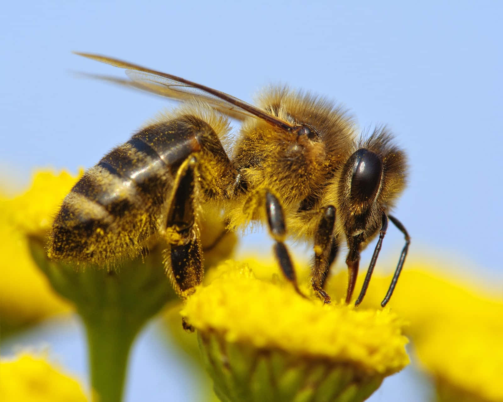 Bee 桌布 壁紙 — 一張特寫照片，一隻毛茸茸的蜜蜂沾滿花粉，在明亮的黃色花朵上採集花蜜，背景是清澈的藍天。