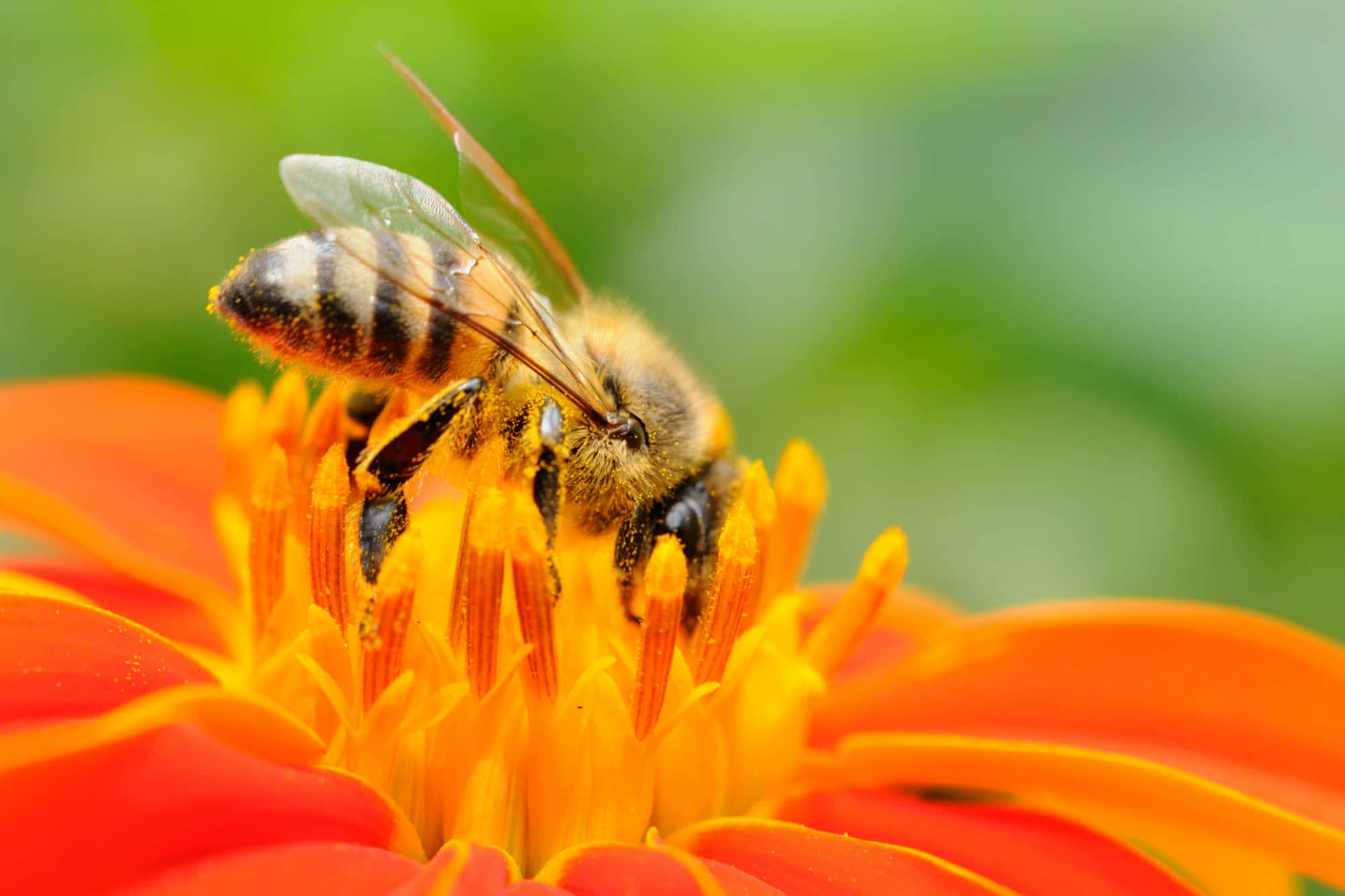 Honey Bee 桌布 壁紙 — 一張特寫照片，一隻毛茸茸的蜜蜂沾滿花粉，停在鮮豔的橙色花朵上，背景是柔和的綠色。