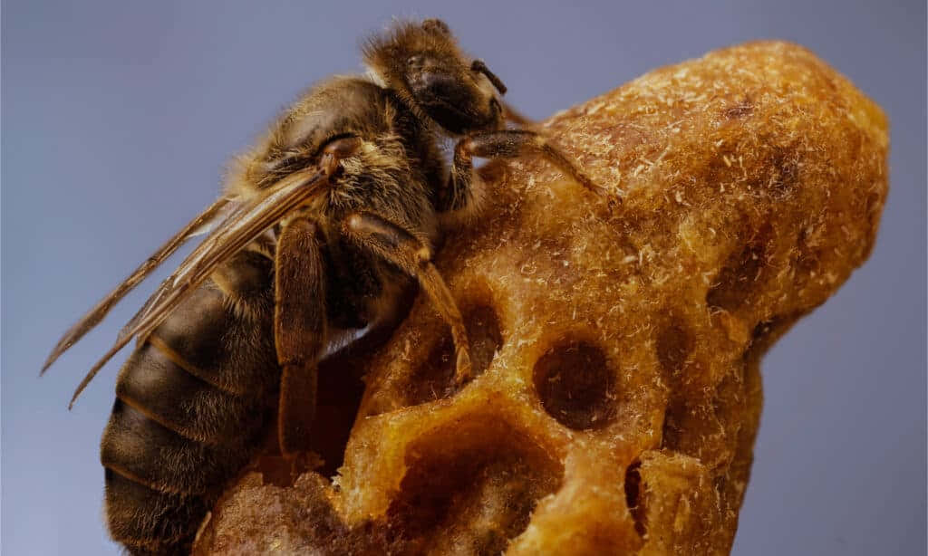 Queen Bee 桌布 壁紙 — 一張特寫照片，一隻毛茸茸的蜜蜂緊貼在紋理豐富的金色蜂巢上，背景是柔和的藍色。