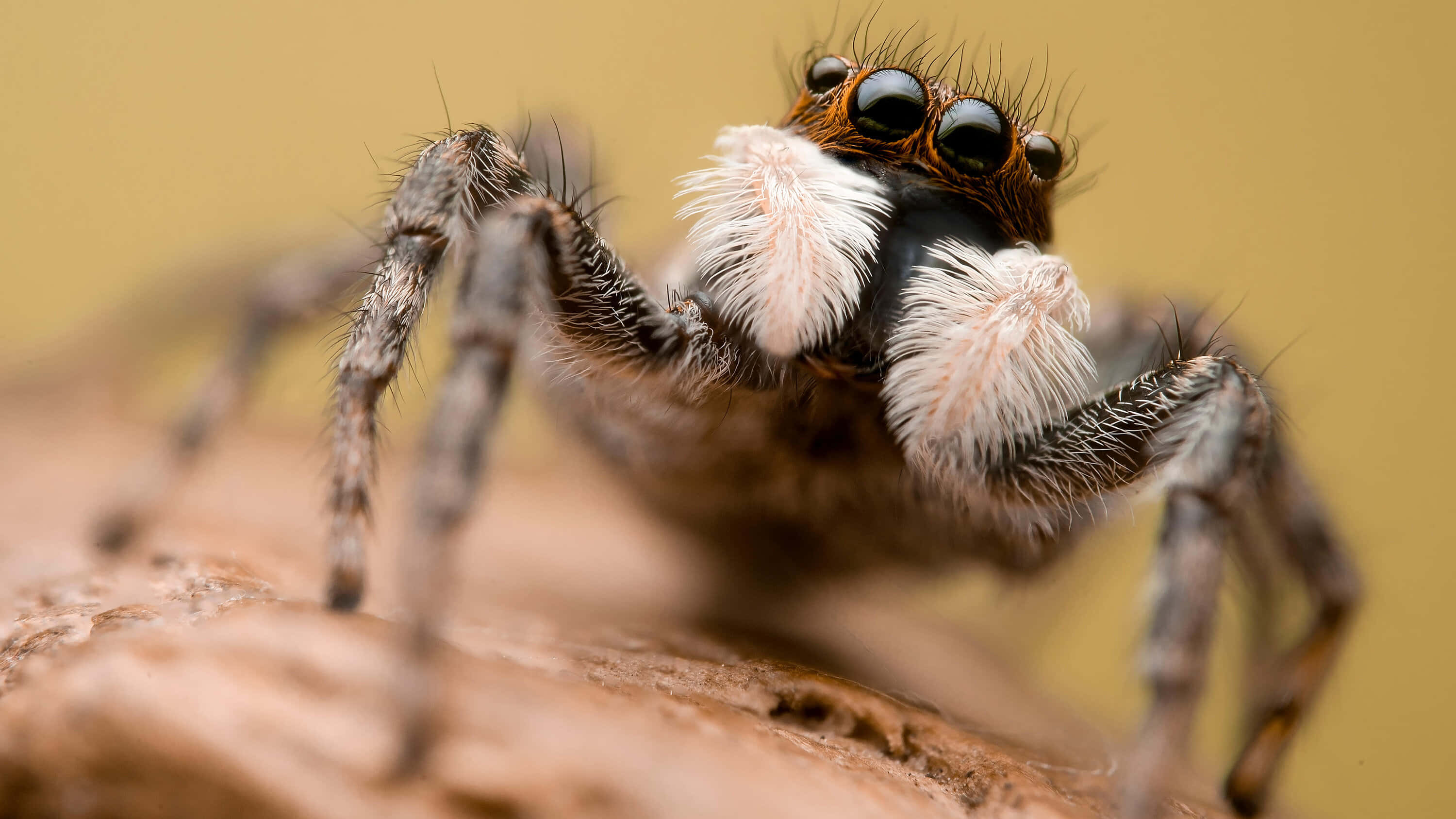 Brown Recluse Spider 桌布 壁紙 — 一張特寫照片，一隻毛茸茸的跳蛛，有著黑色大眼睛，棲息在紋理清晰的樹皮上，背景是溫暖的黃色。