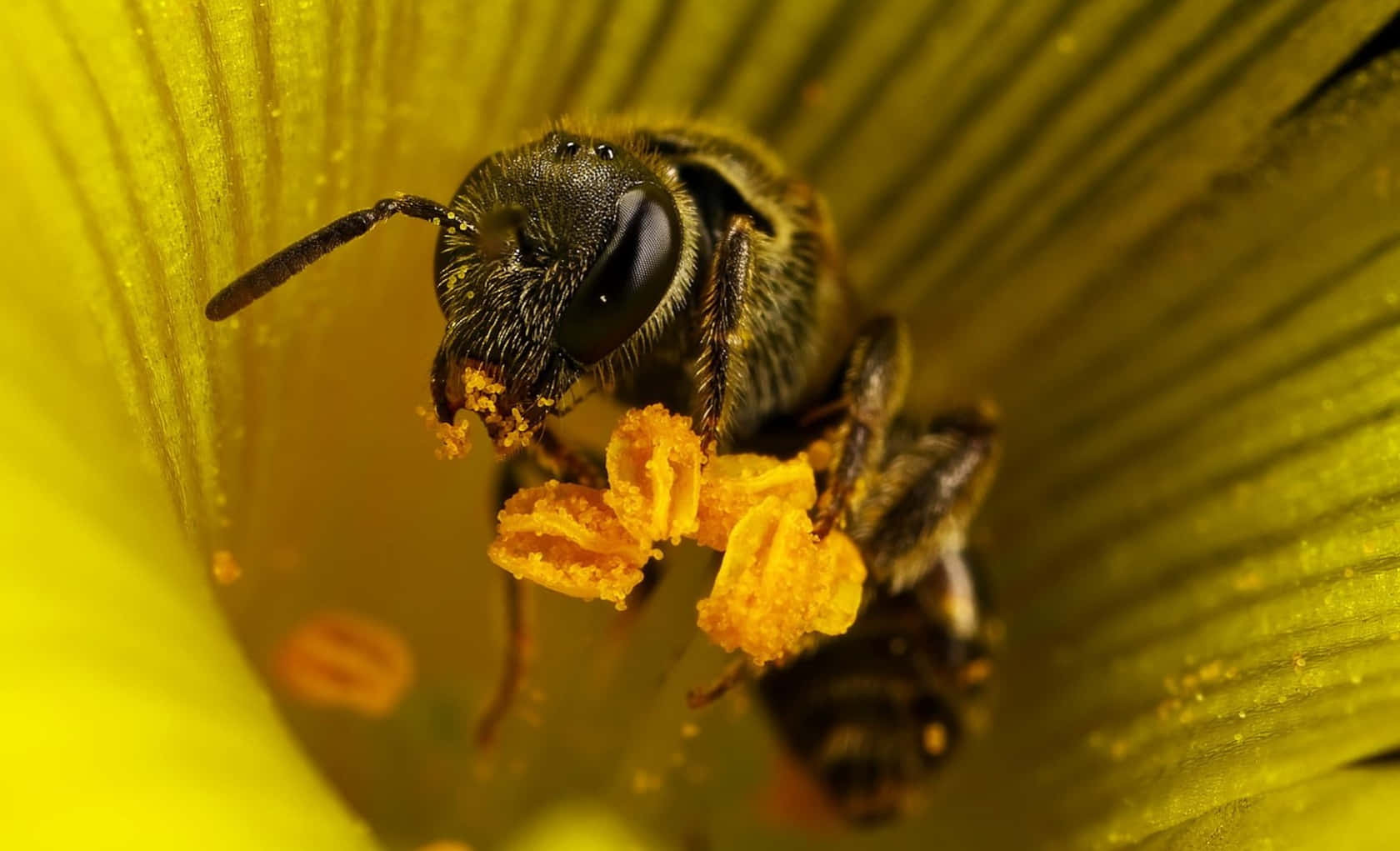 Honey Bee 桌布 壁紙 — 一張特寫照片，一隻毛茸茸的黑色蜜蜂覆蓋著花粉，在一朵鮮黃色的花上。