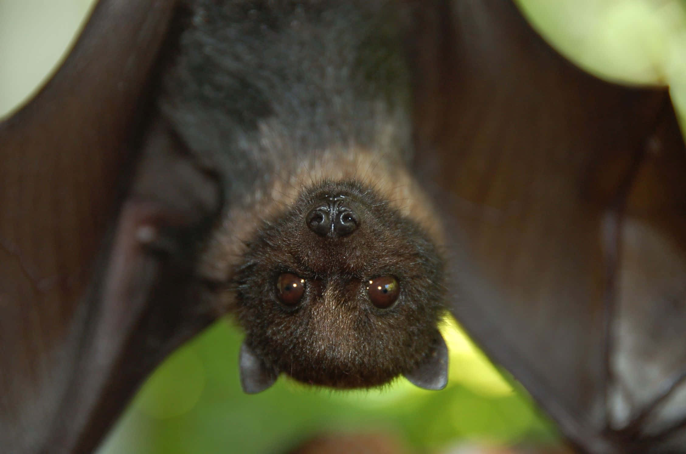 Bats 桌布 壁紙 — 一張特寫照片，一隻深色毛髮的蝙蝠倒掛著，睜著好奇的大眼睛，背景是柔和的綠色模糊效果。