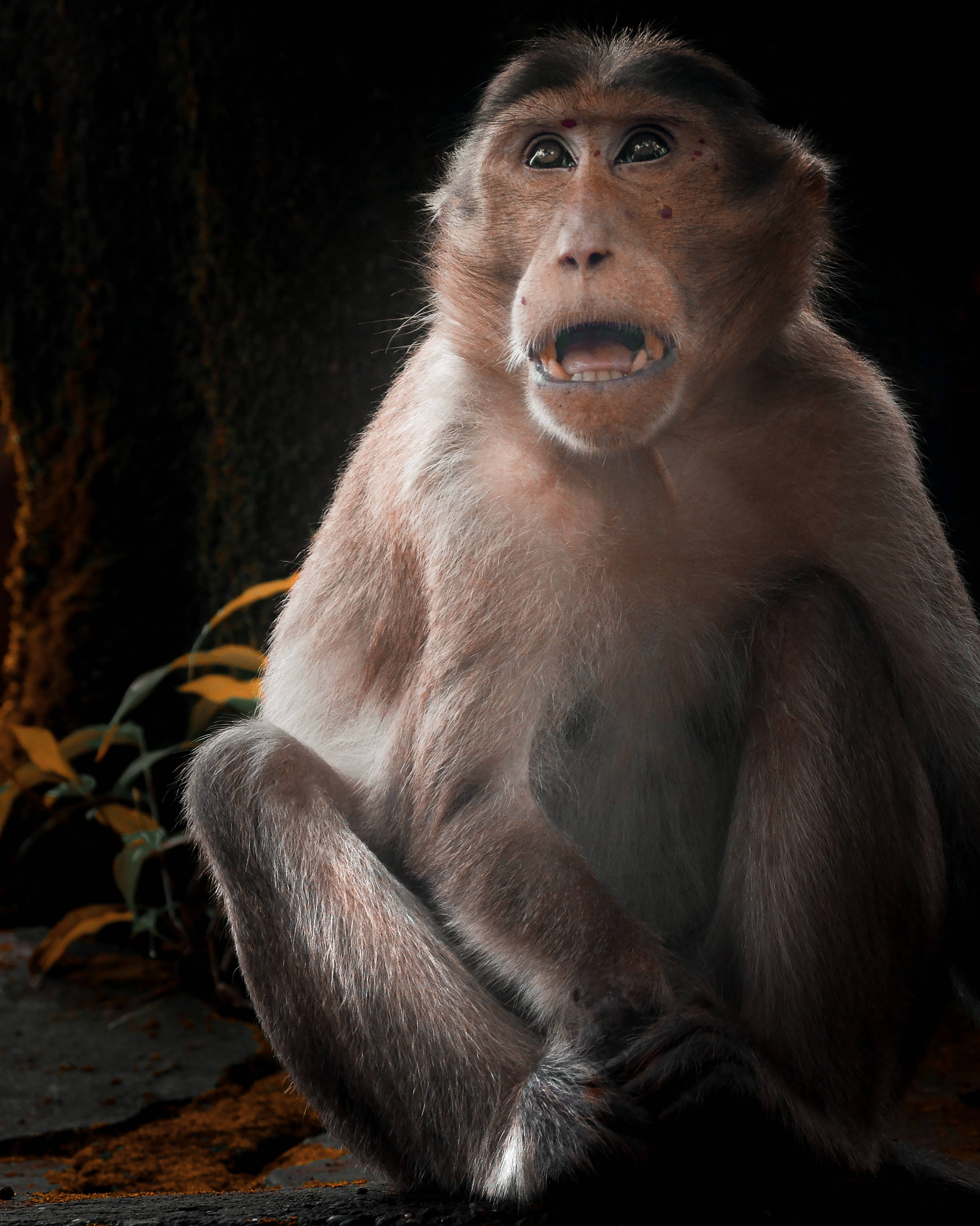 Funny Monkey 桌布 壁紙 — 一張特寫照片，一隻眼睛睜大、嘴巴張開的猴子坐在岩石上，背景為黑暗。