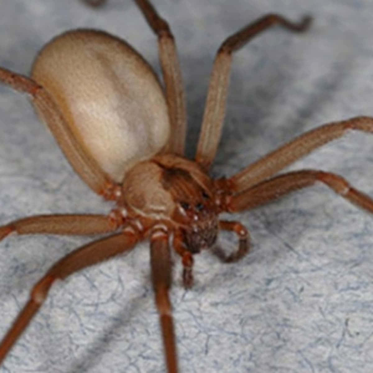 Brown Recluse Spider 桌布 壁紙 — 一張特寫照片，一隻長腿的大棕色蜘蛛停留在有紋理的灰色表面上。