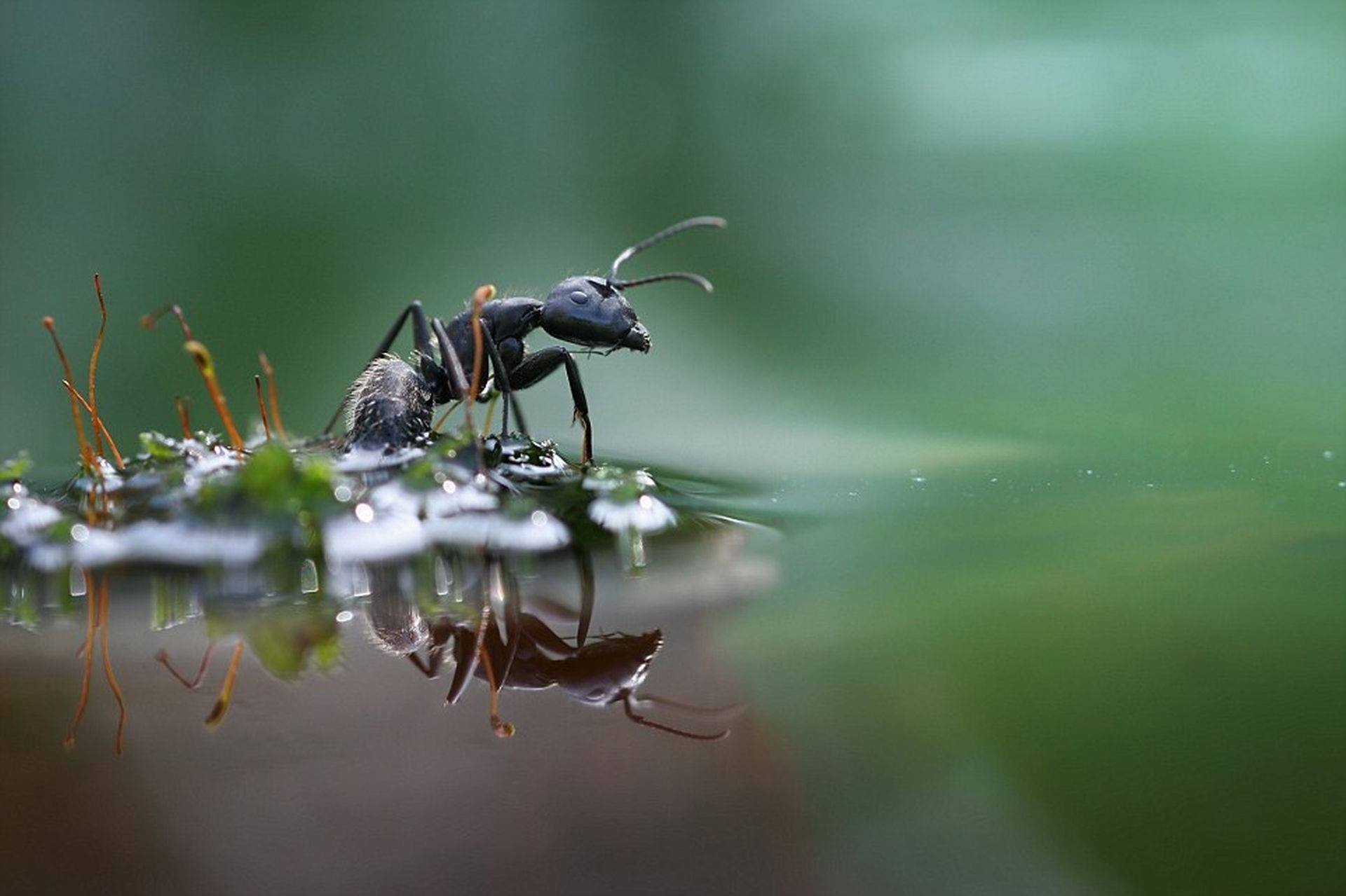 ant 桌布 壁紙 — 一張特寫照片，一隻黑色螞蟻在長滿苔蘚的表面上行走，水中清晰倒影，背景為柔和綠色。
