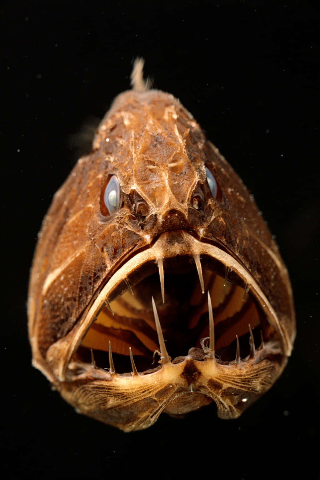 Sea Creature 桌布 壁紙 — 一張特寫照片，展示一條可怕的深海魚，張開大口，露出鋒利牙齒，背景為黑色。
