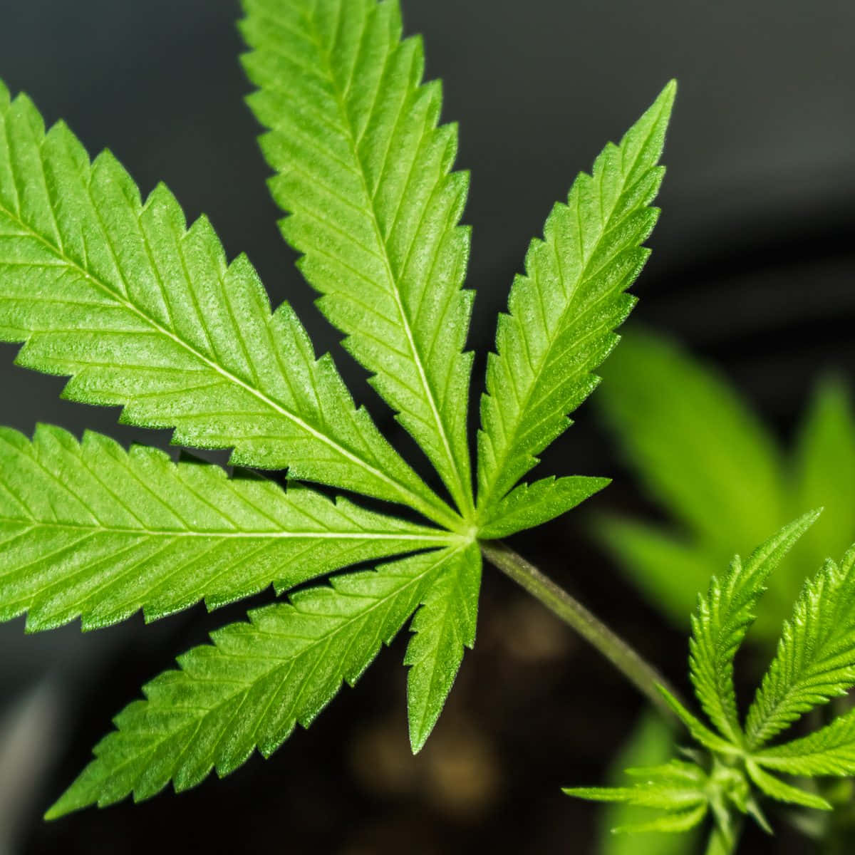 Marijuana Leaf 桌布 壁紙 — 一張特寫照片，展示一片充滿活力的綠色大麻葉，邊緣呈鋸齒狀，葉脈清晰可見，背景為深色模糊。