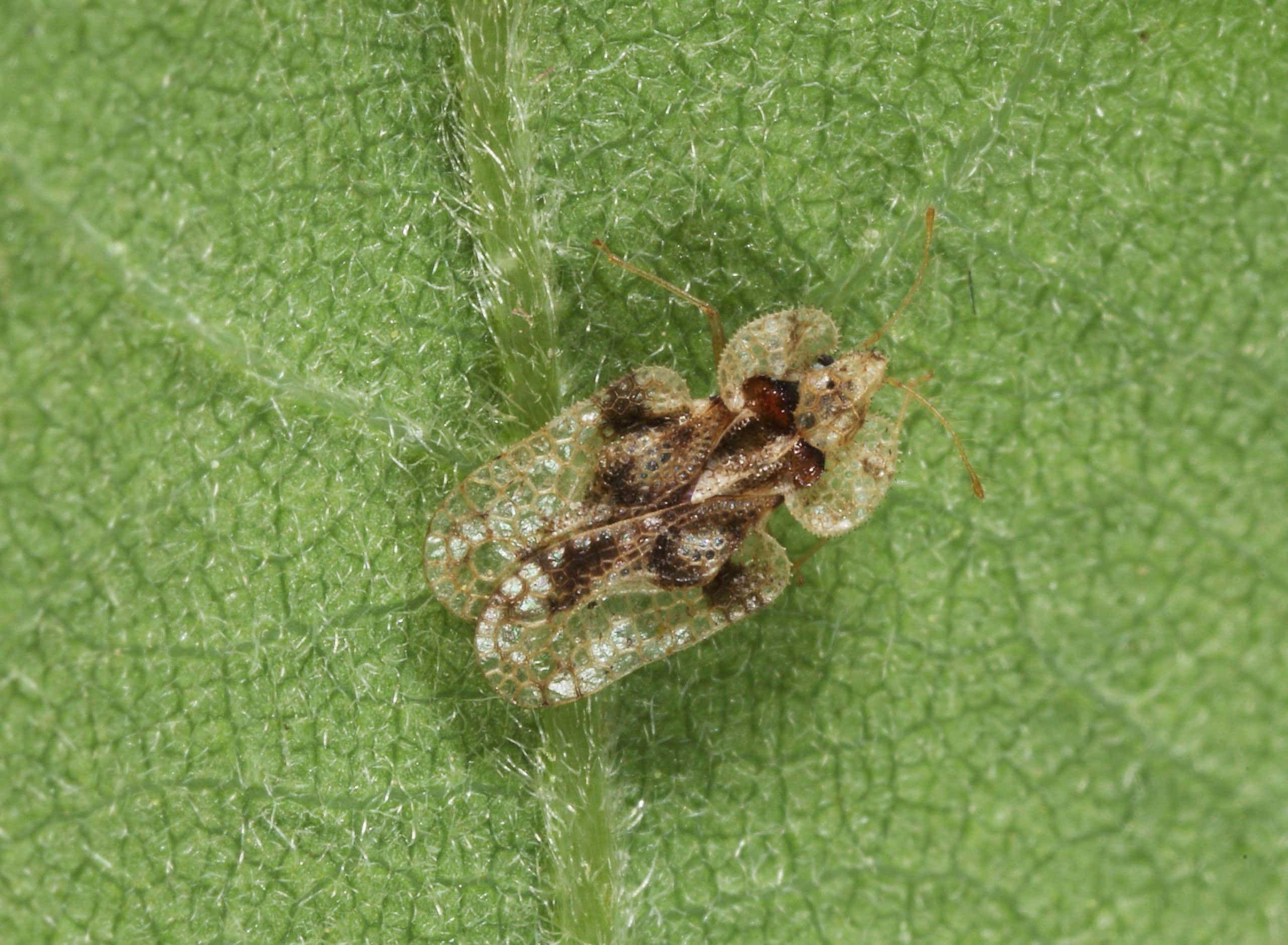 bug 桌布 壁紙 — 一張特寫照片，展示一隻擁有複雜翅膀圖案的網蝽停在一片充滿活力的綠葉上。