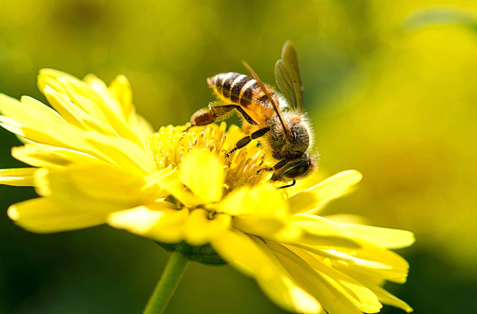 Honey Bee 桌布 壁紙 — 一張特寫照片，展示一隻毛茸茸的蜜蜂在溫暖的陽光下從鮮黃色的雛菊中採集花蜜。