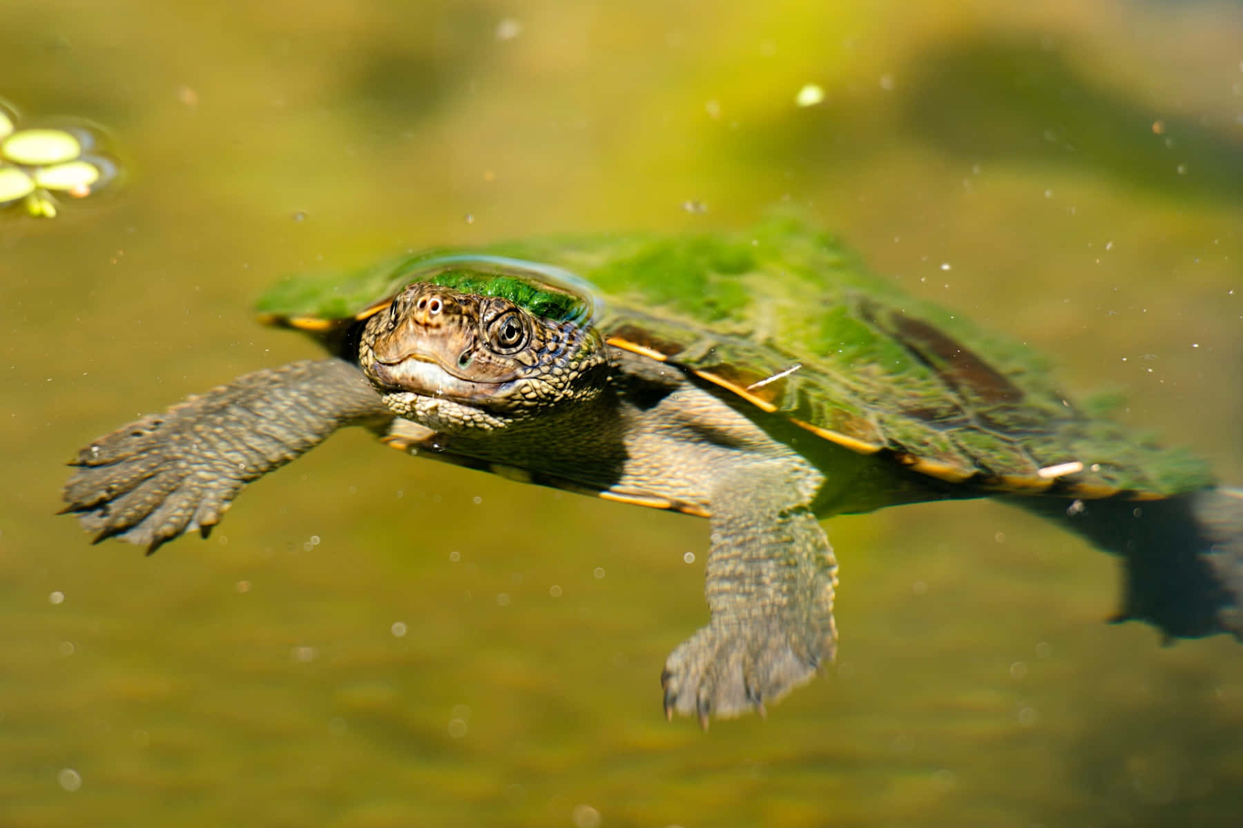 Turtle 桌布 壁紙 — 一張特寫照片，展示一隻烏龜在渾濁的綠色水中優雅地游動，水面漂浮著睡蓮葉。