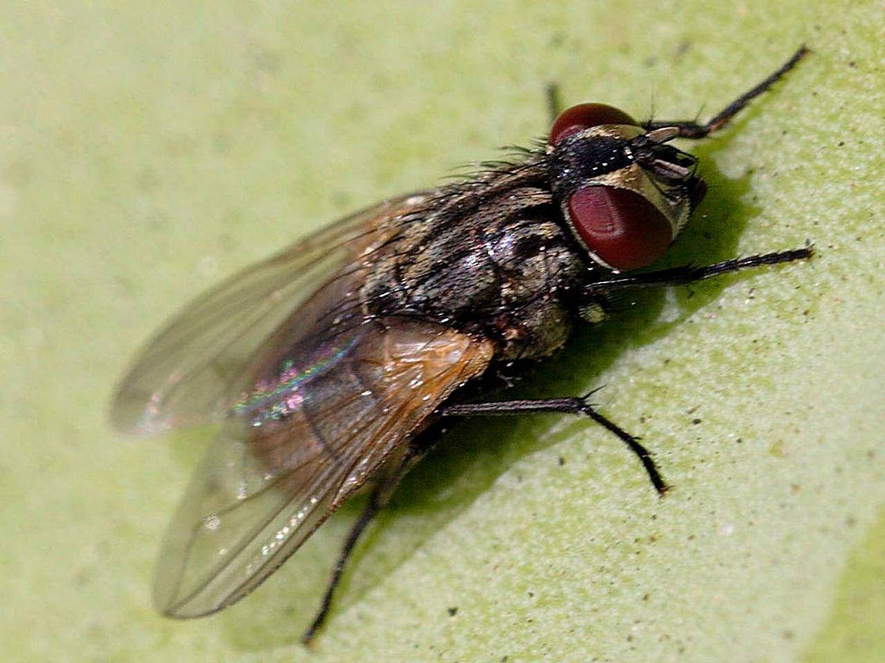 fly 桌布 壁紙 — 一張特寫照片，展示一隻細節豐富的家蠅停留在淡綠色葉面上。