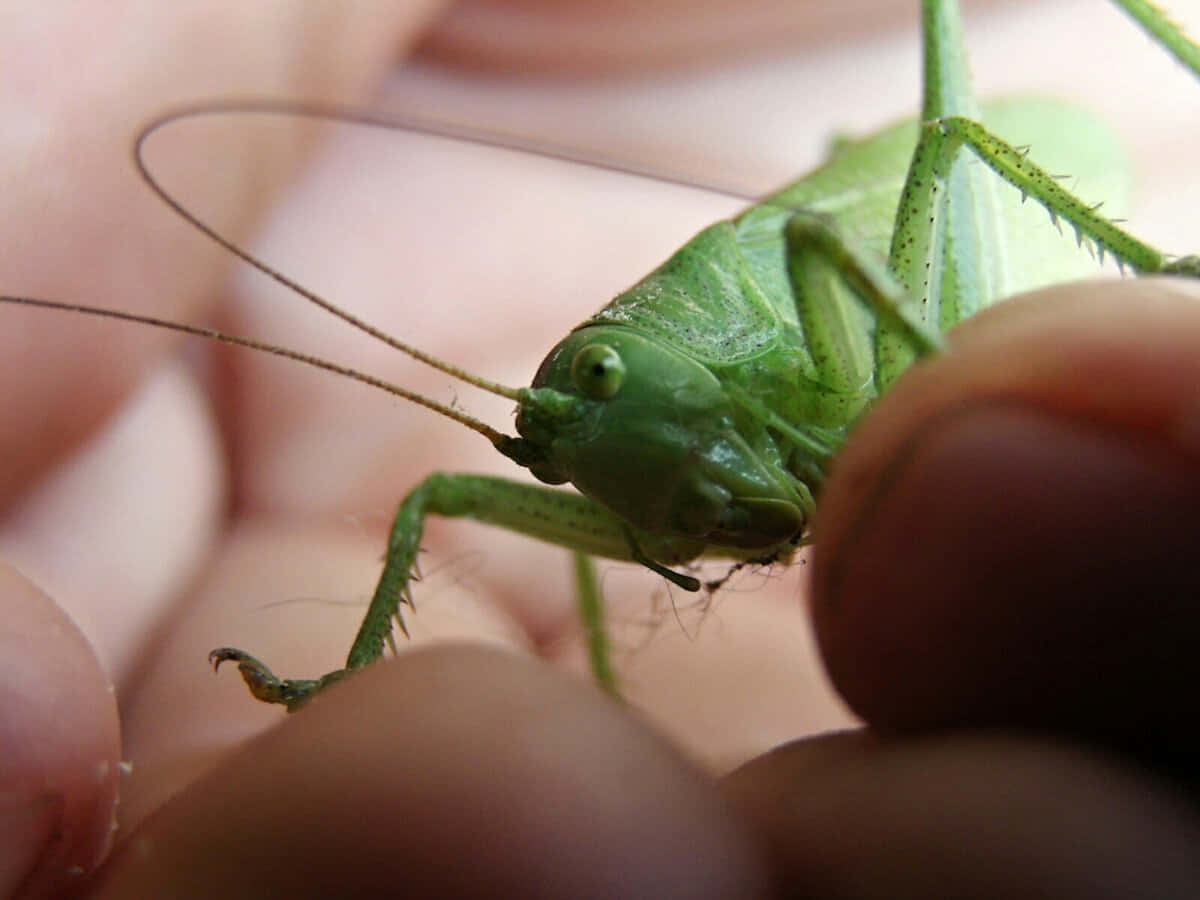 Grasshopper 桌布 壁紙 — 一張特寫照片，展示一隻鮮綠色的蚱蜢停在人類手指上，細節紋理清晰，背景柔和模糊。